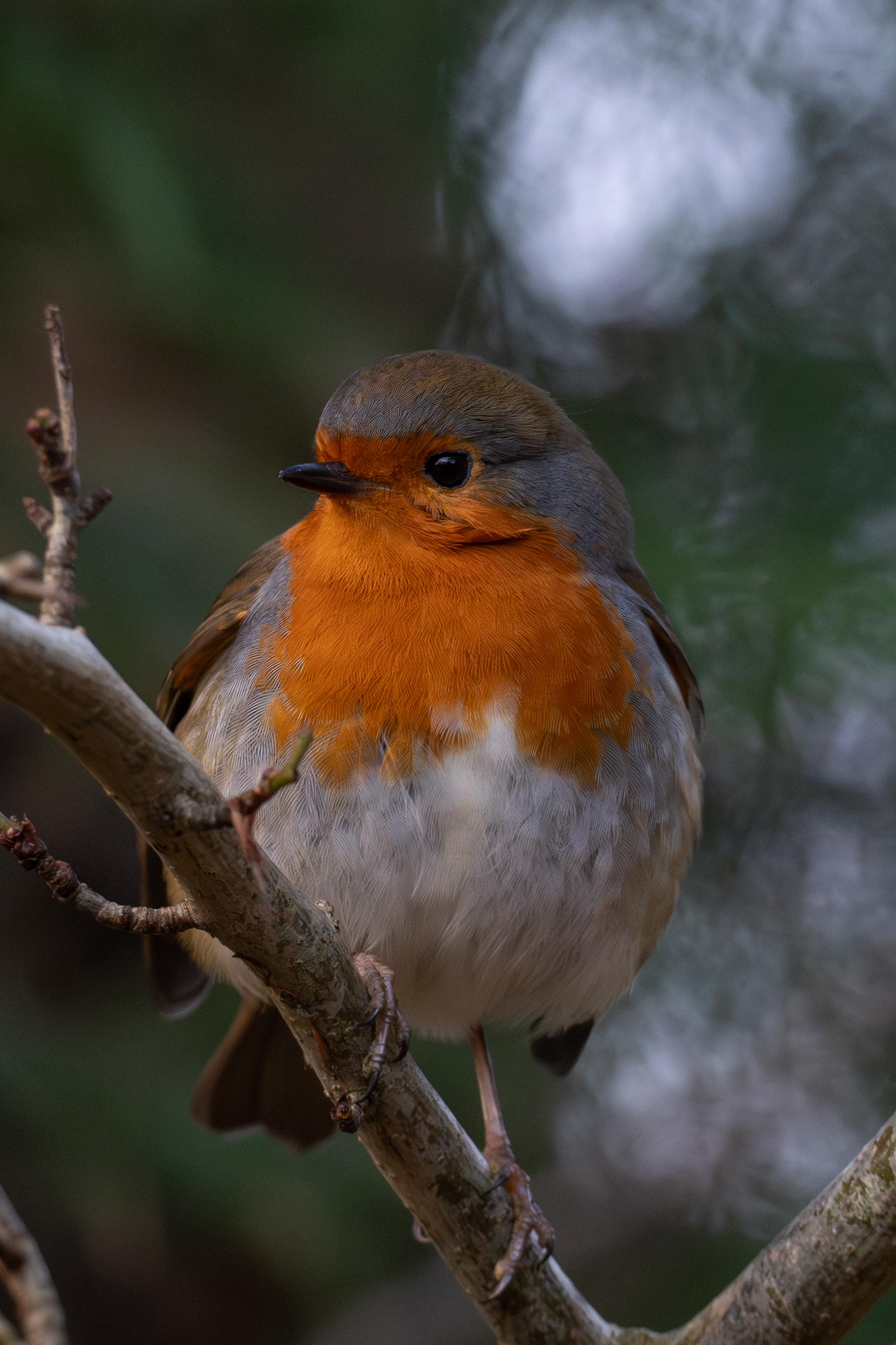 Robin