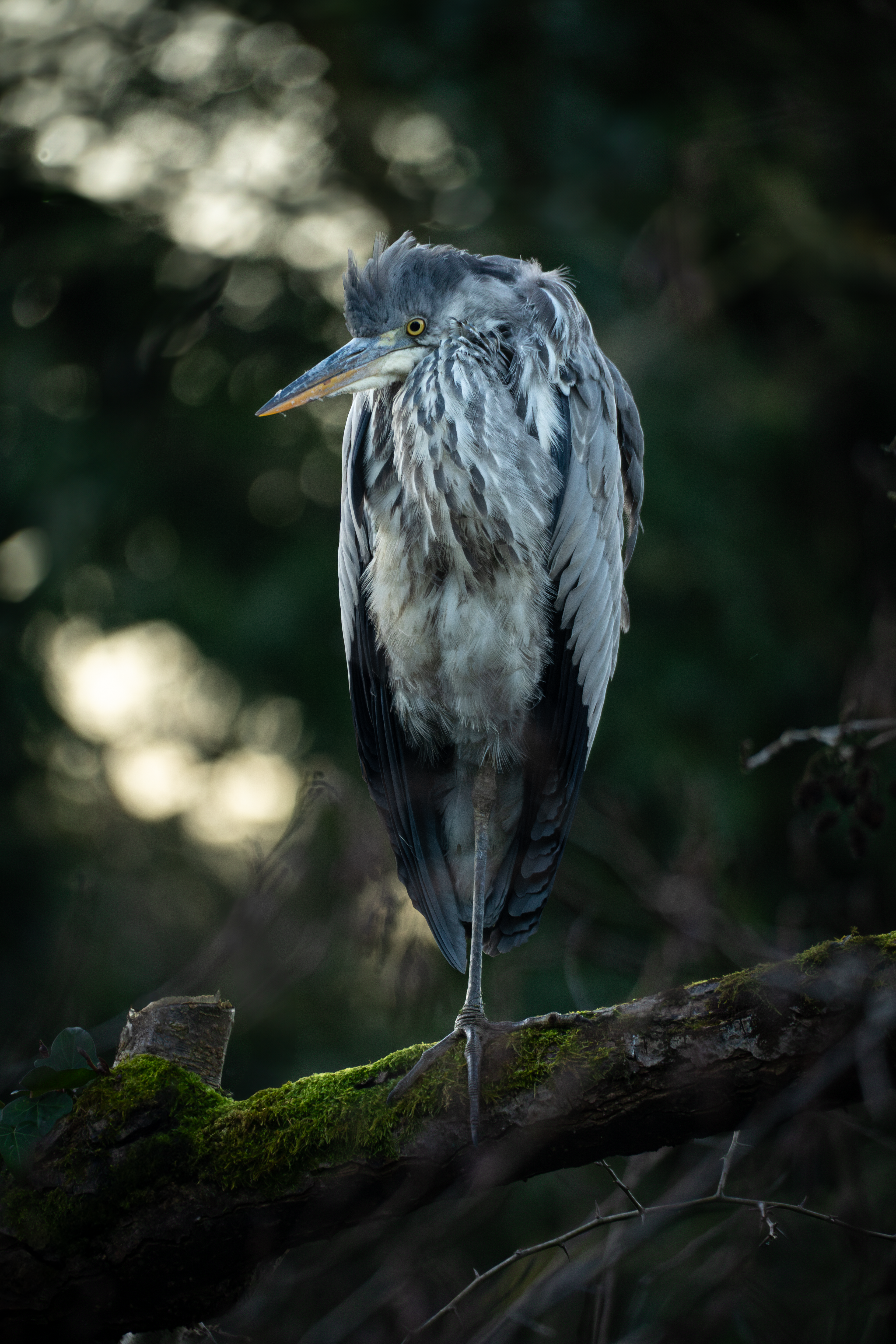 Heron