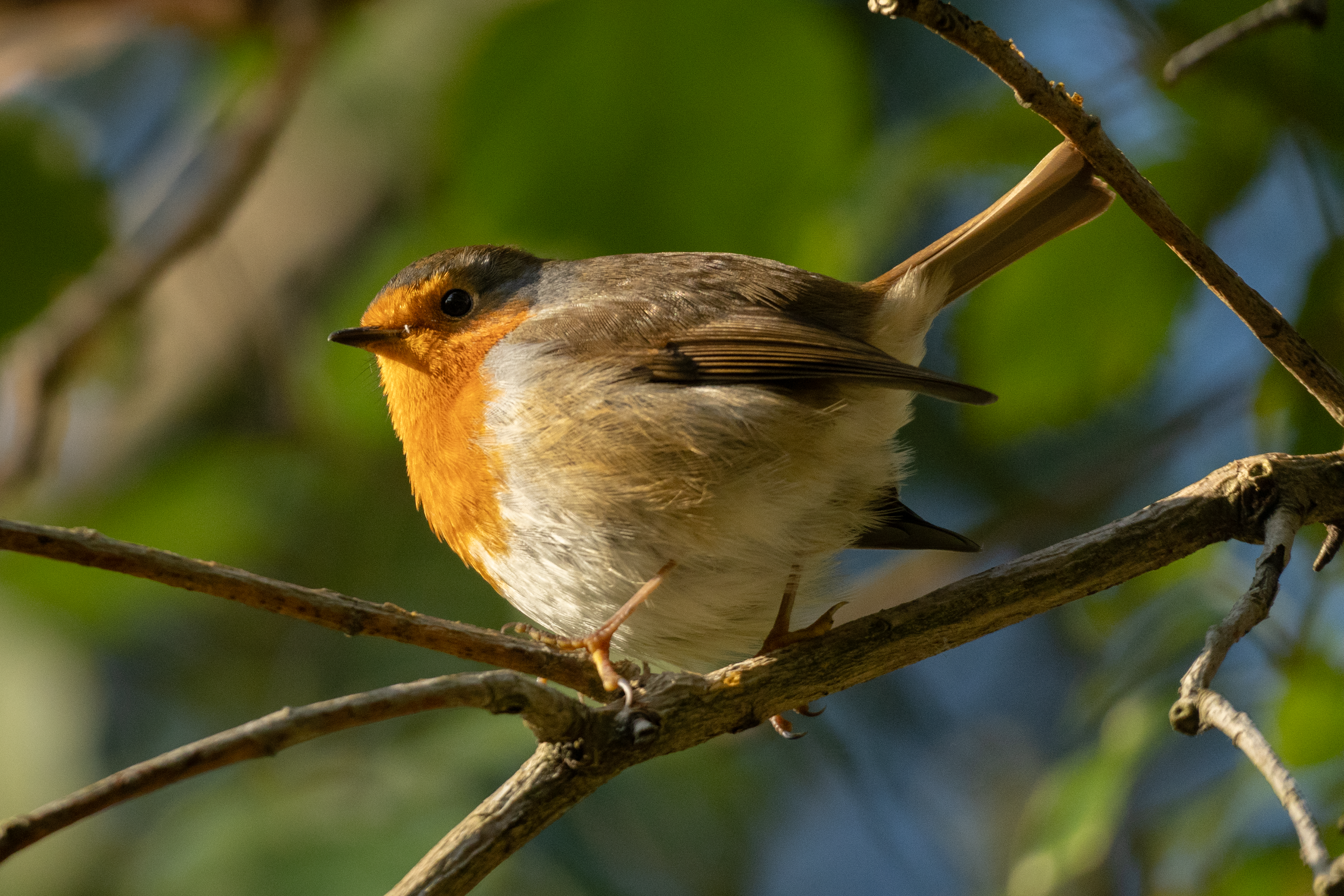 Robin