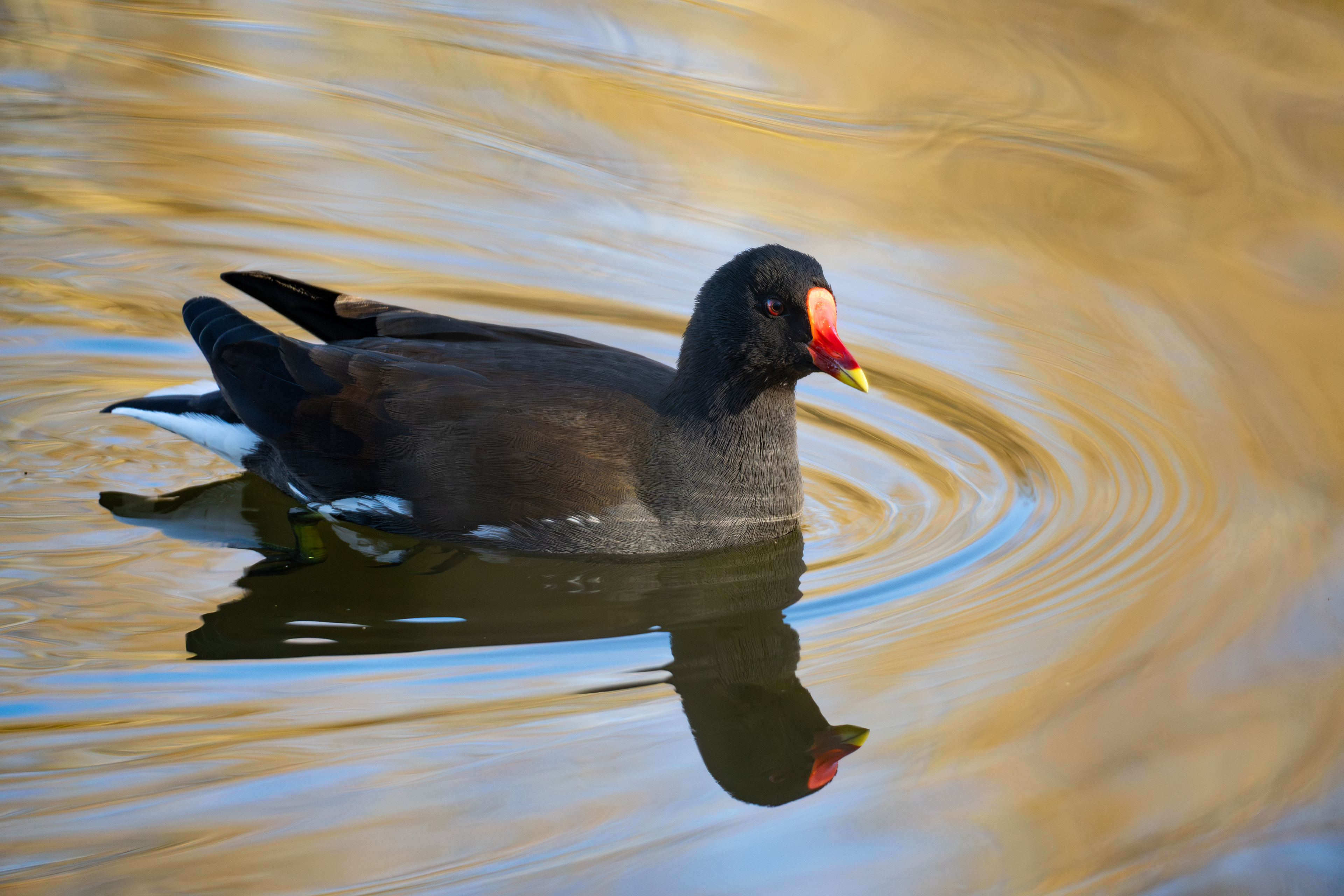 Moorhen