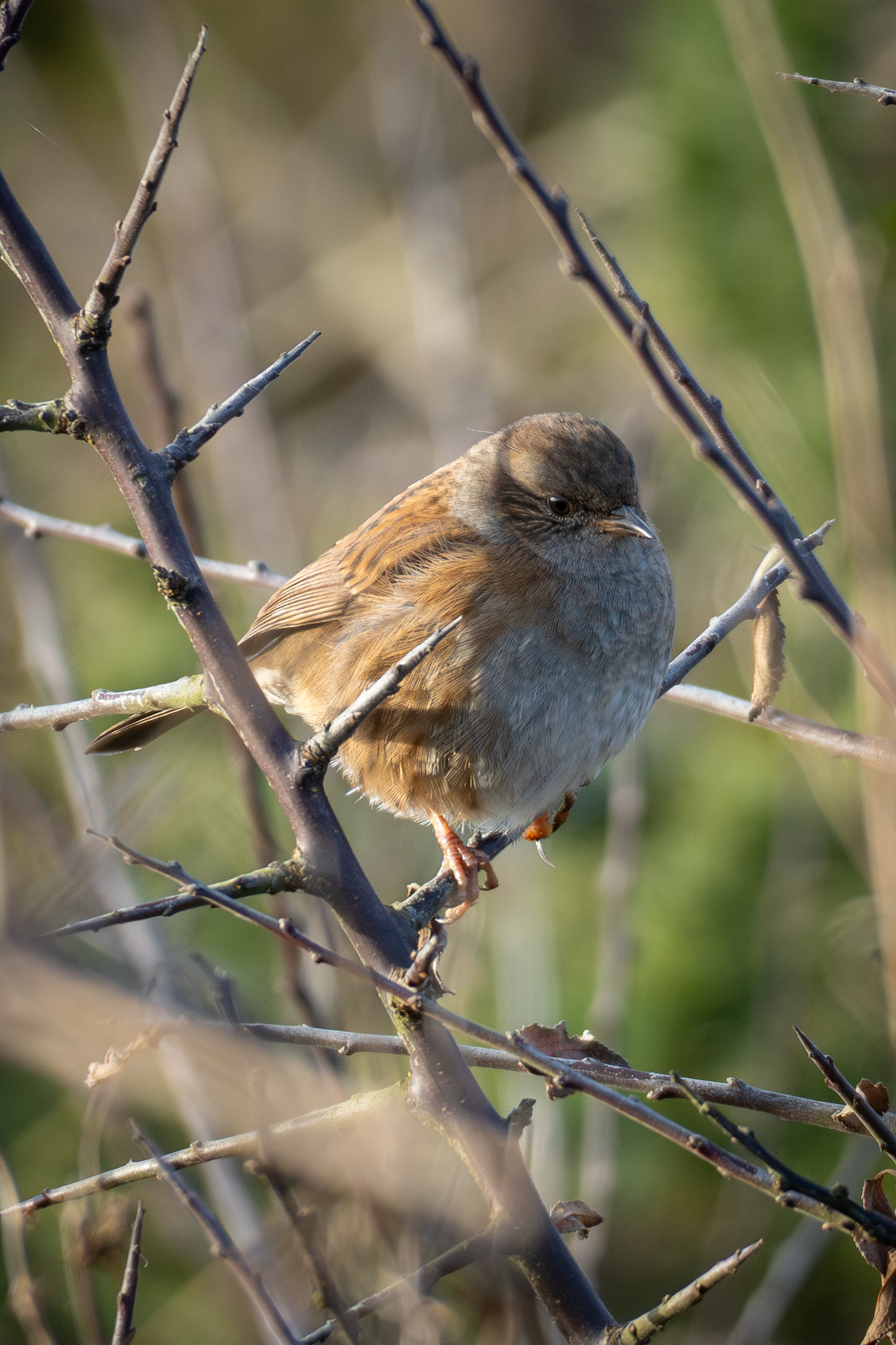 Dunnock