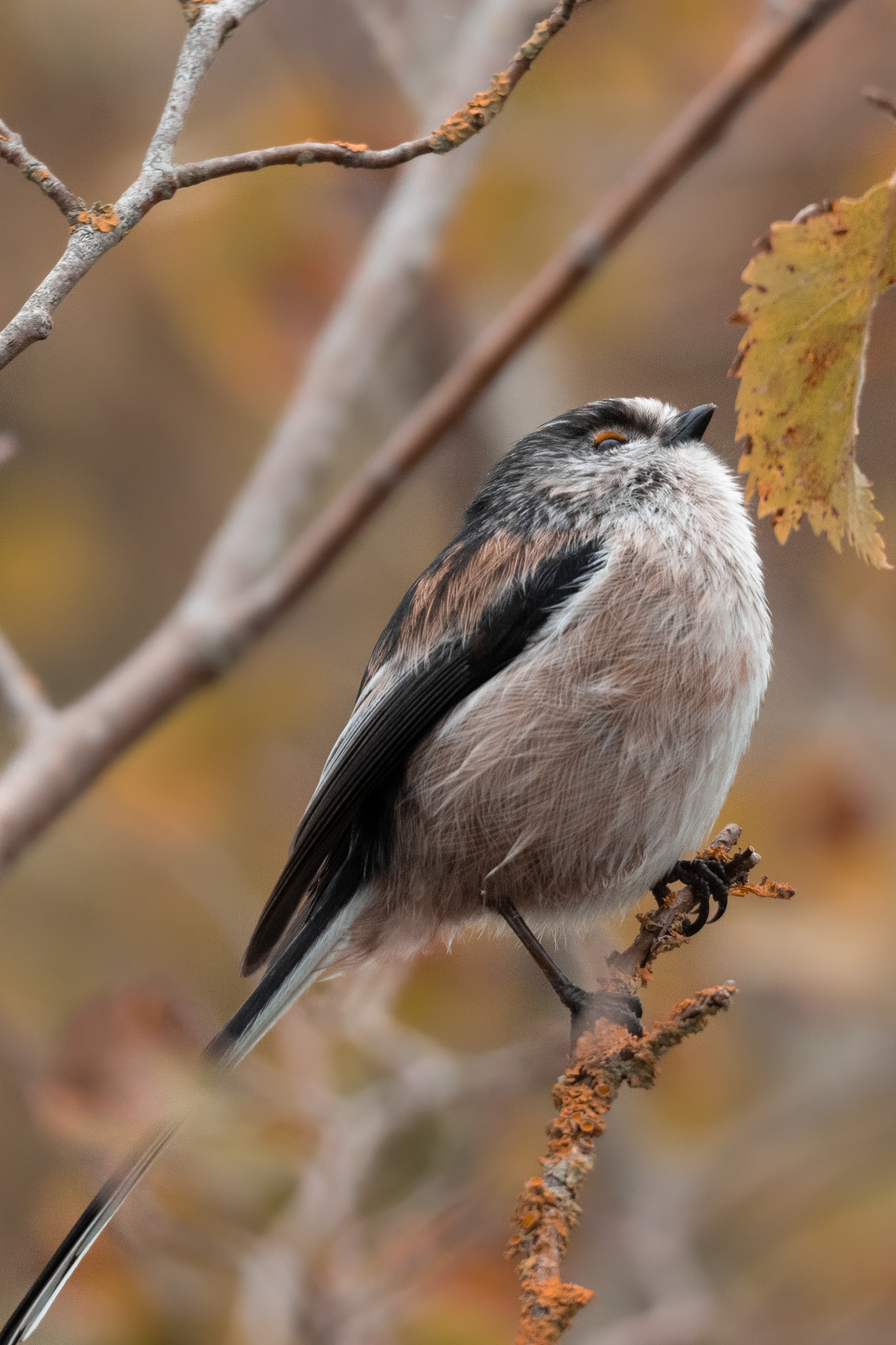 Long Tailed Tit