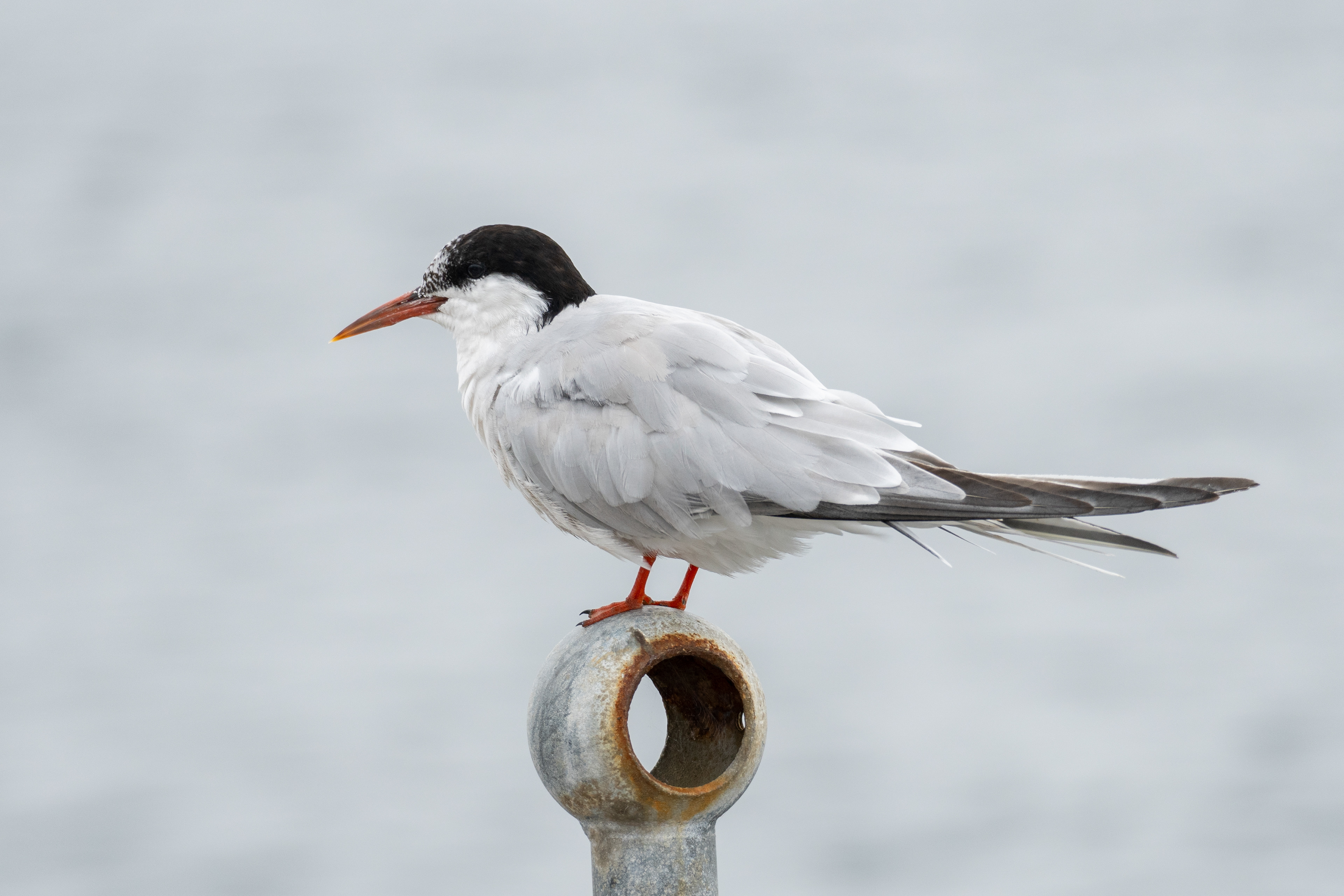 Sandwich Tern