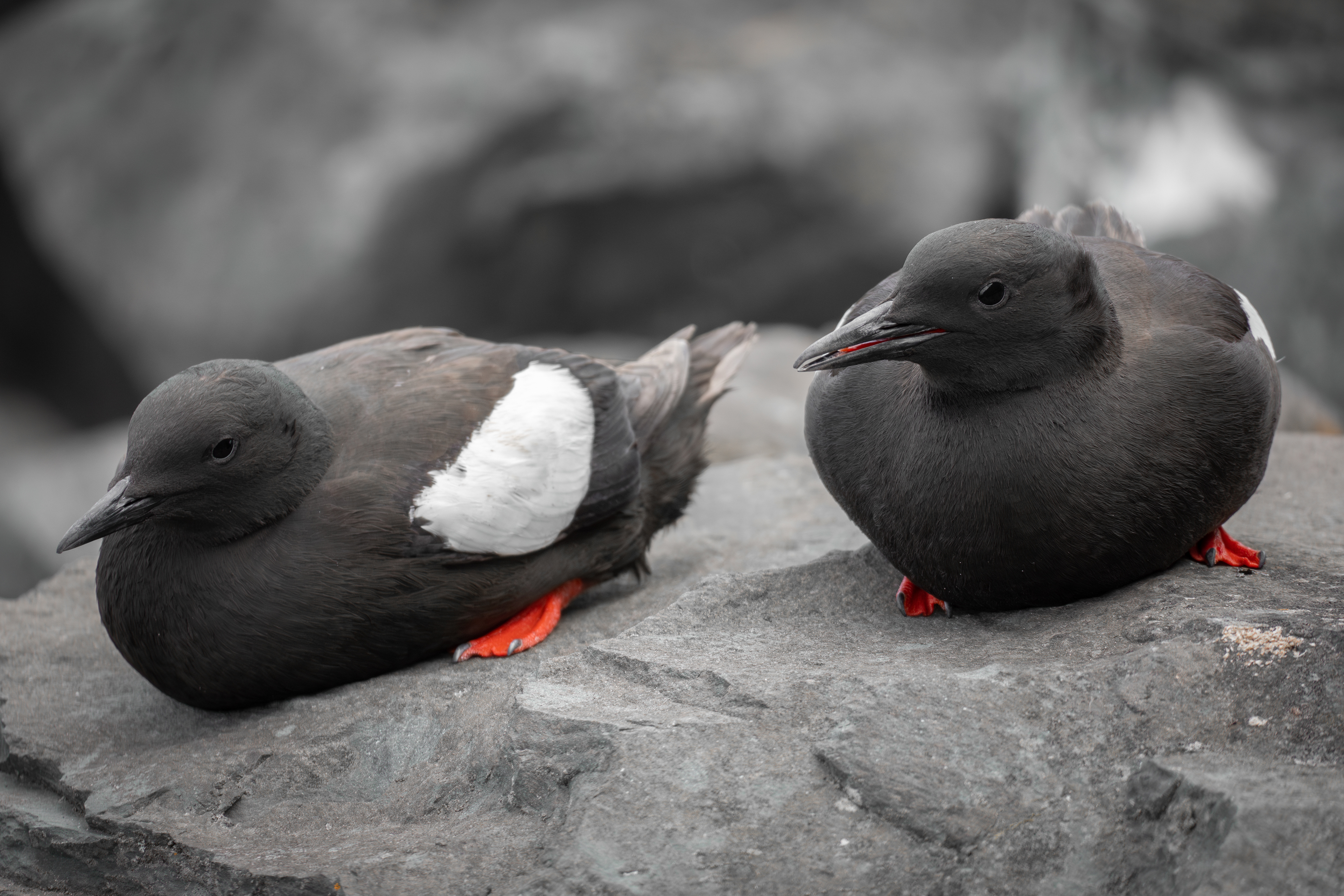 Guillemots