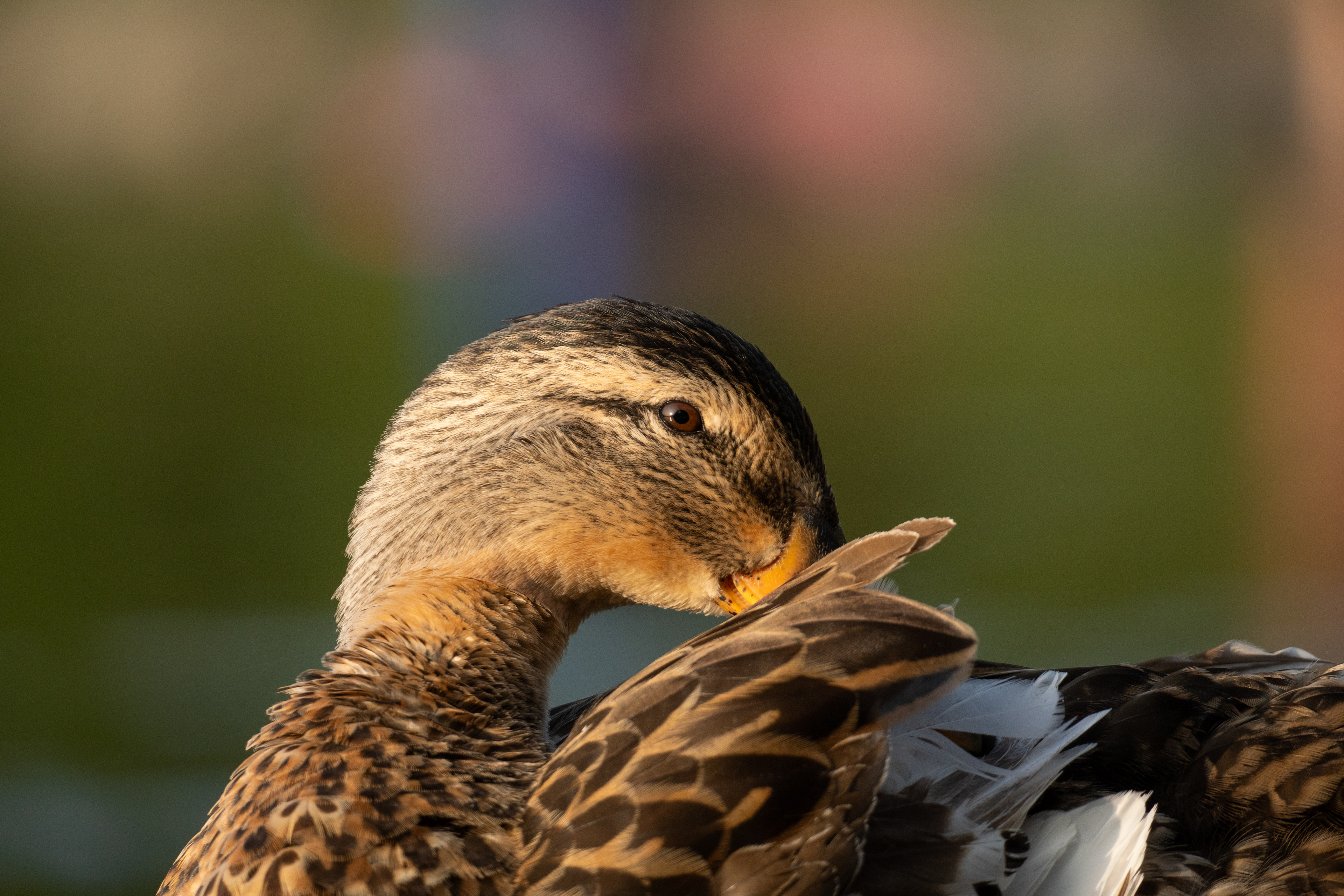 Mallard