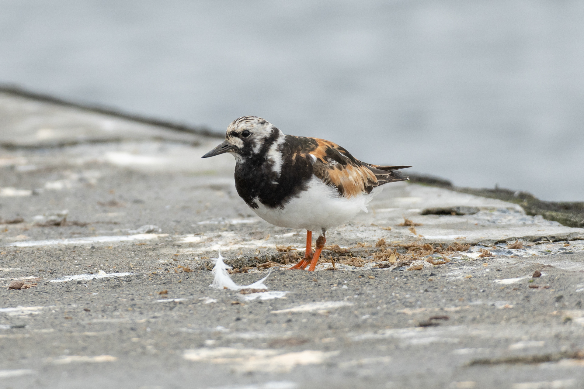 Turnstone