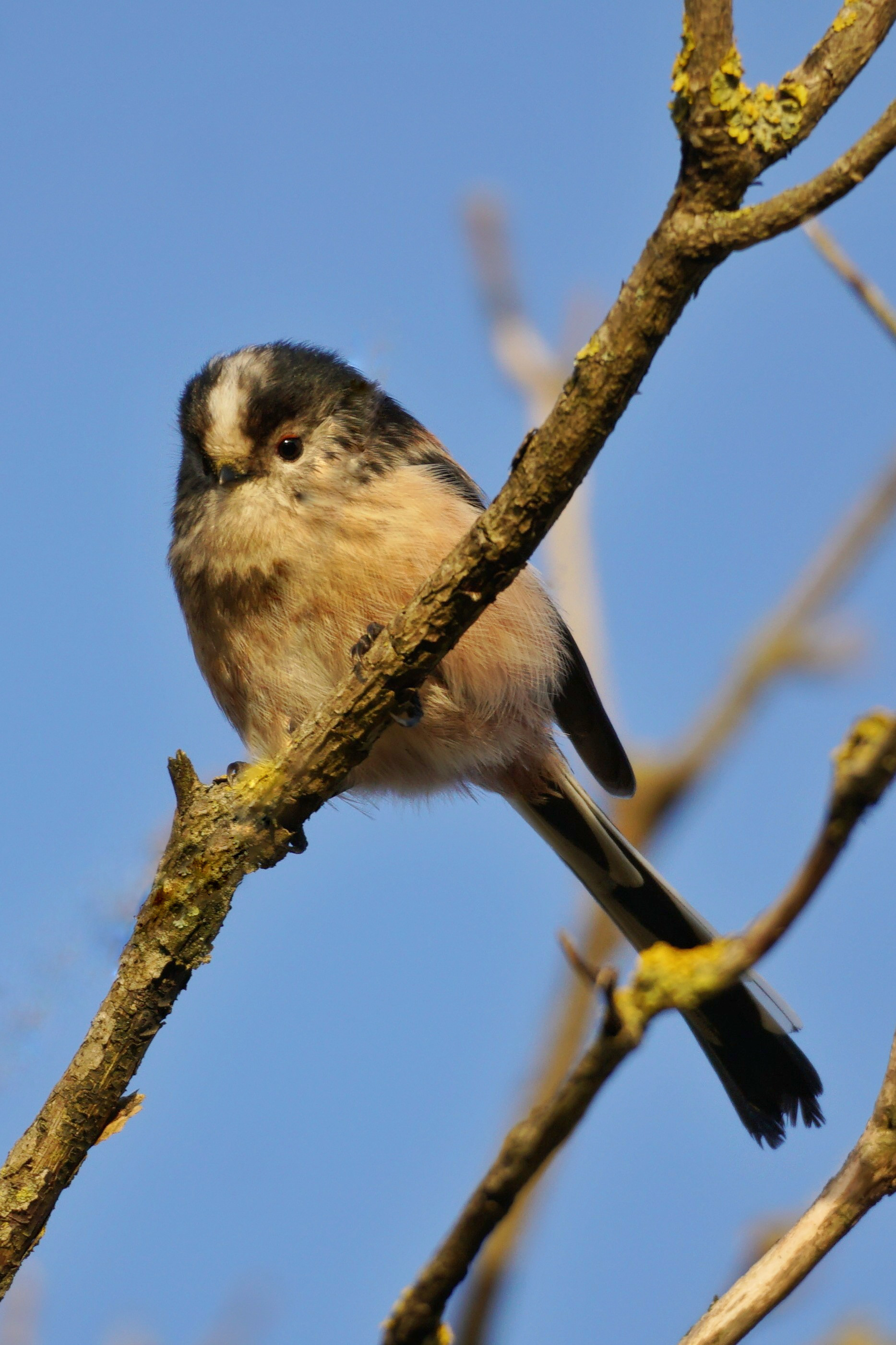 Long Tailed Tit