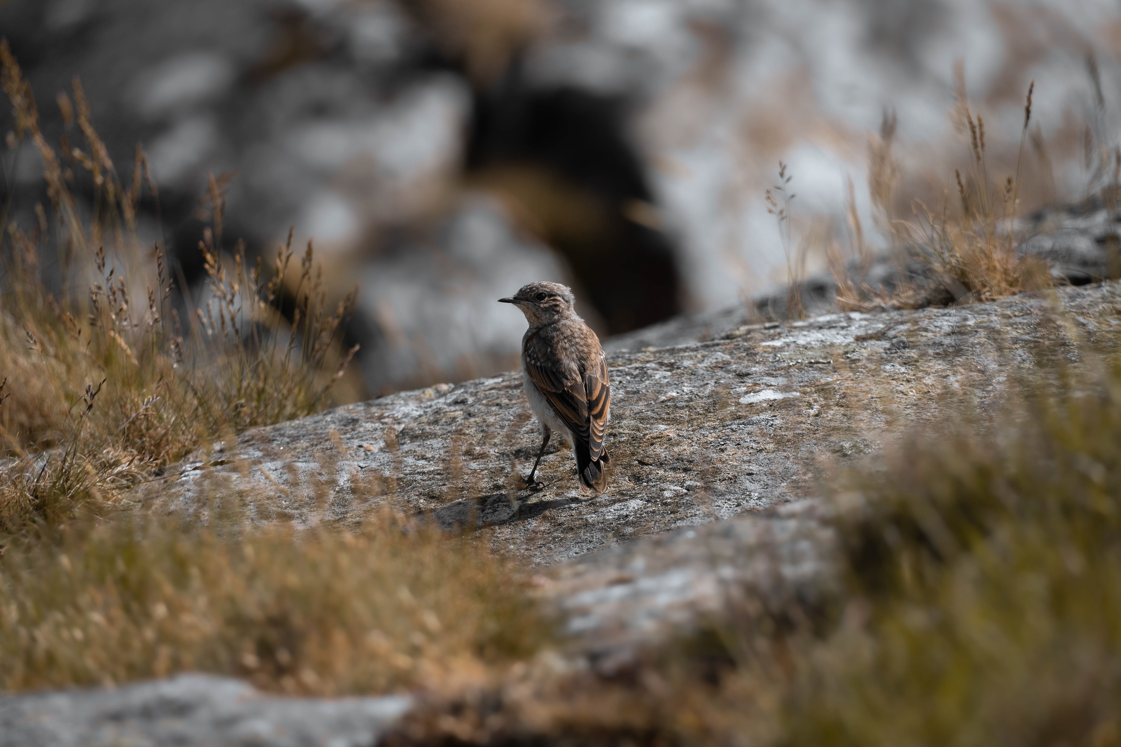 Wheatear