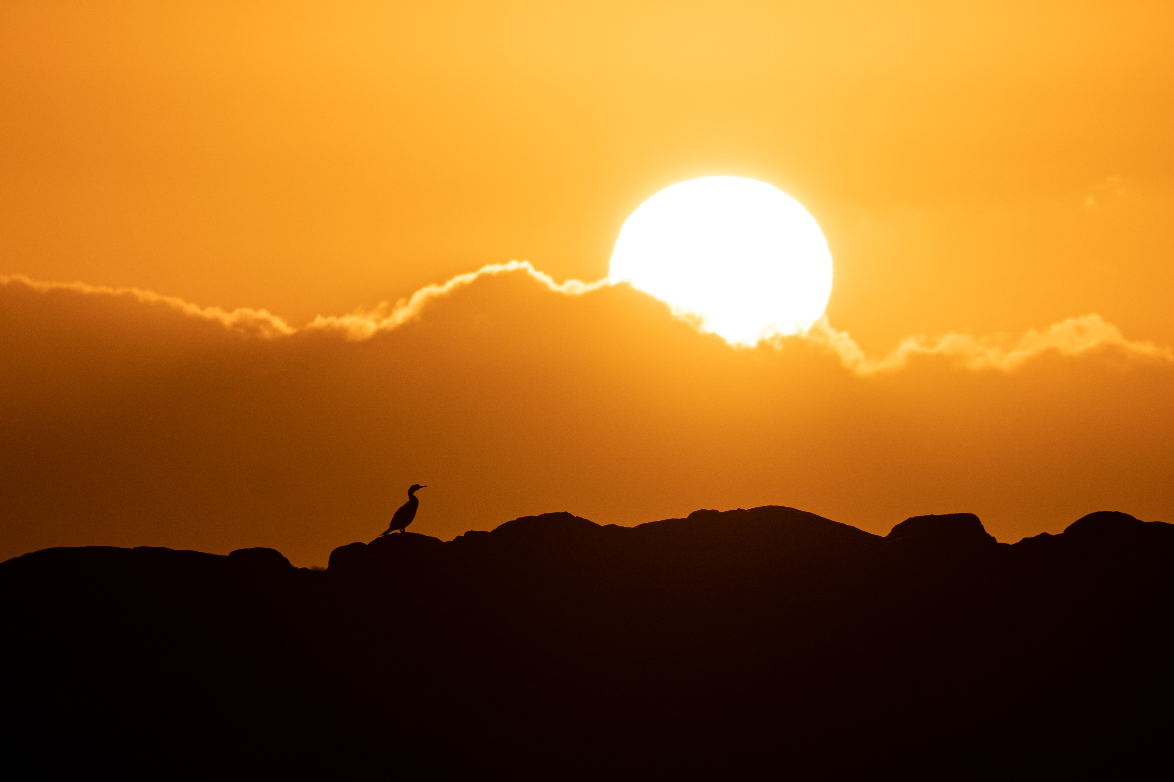 Cormorant at Sunrise