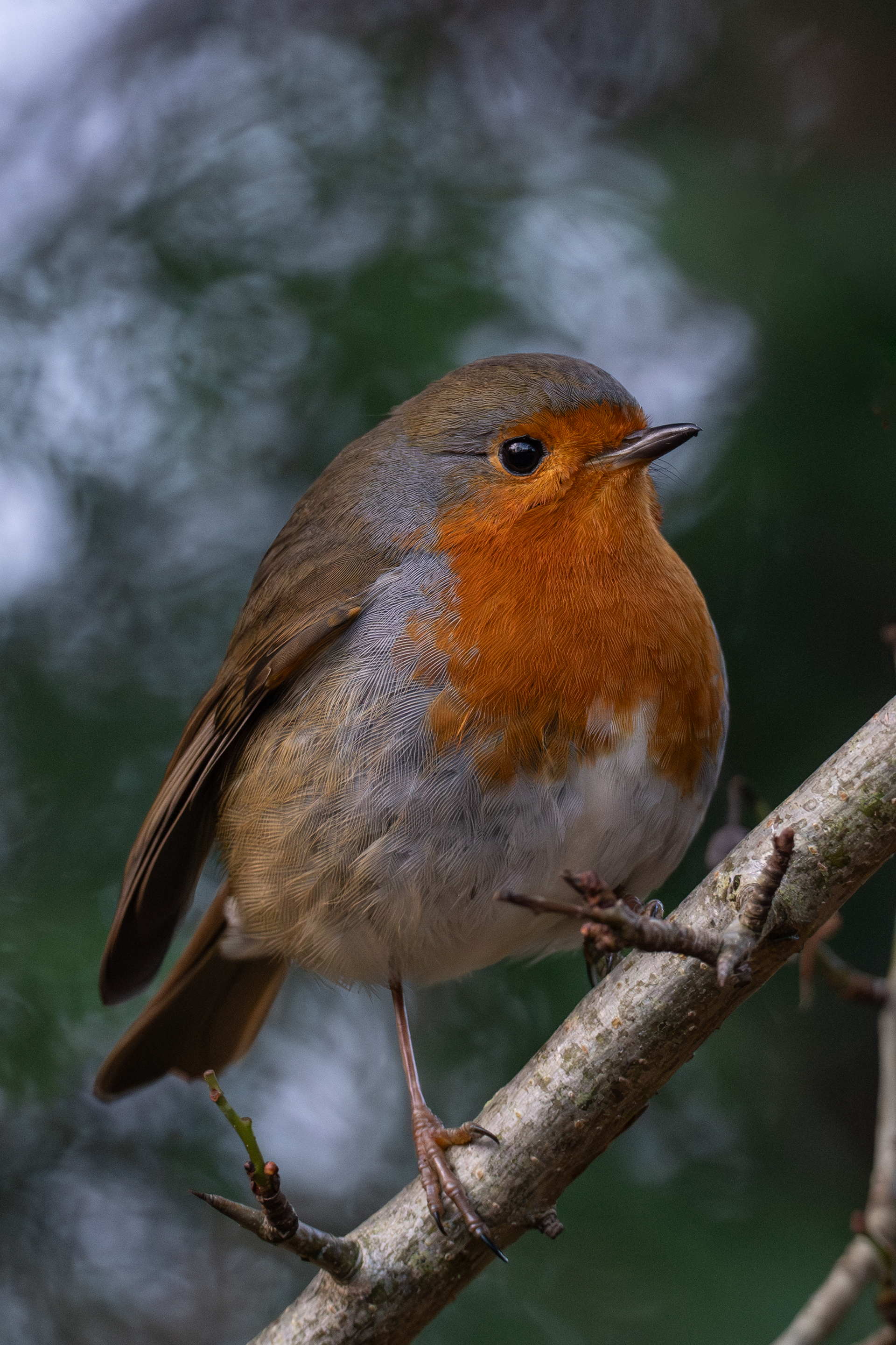 Robin