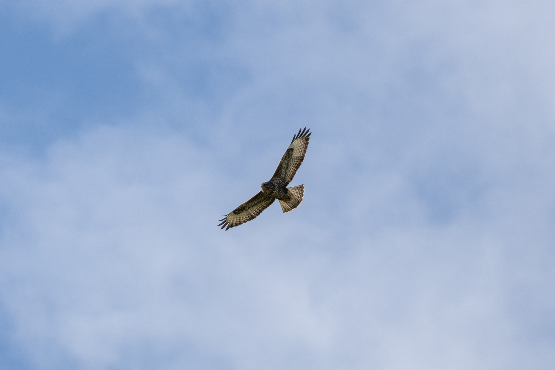 Buzzard