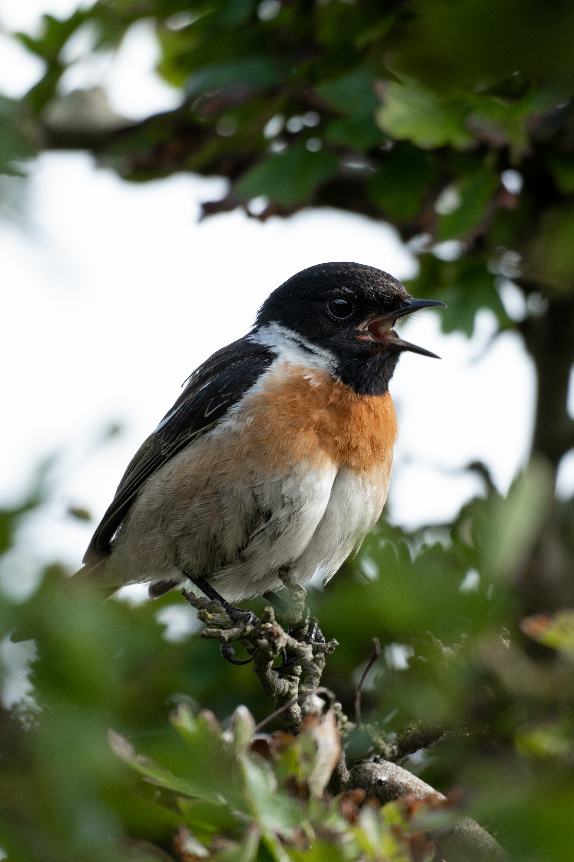 Stonechat