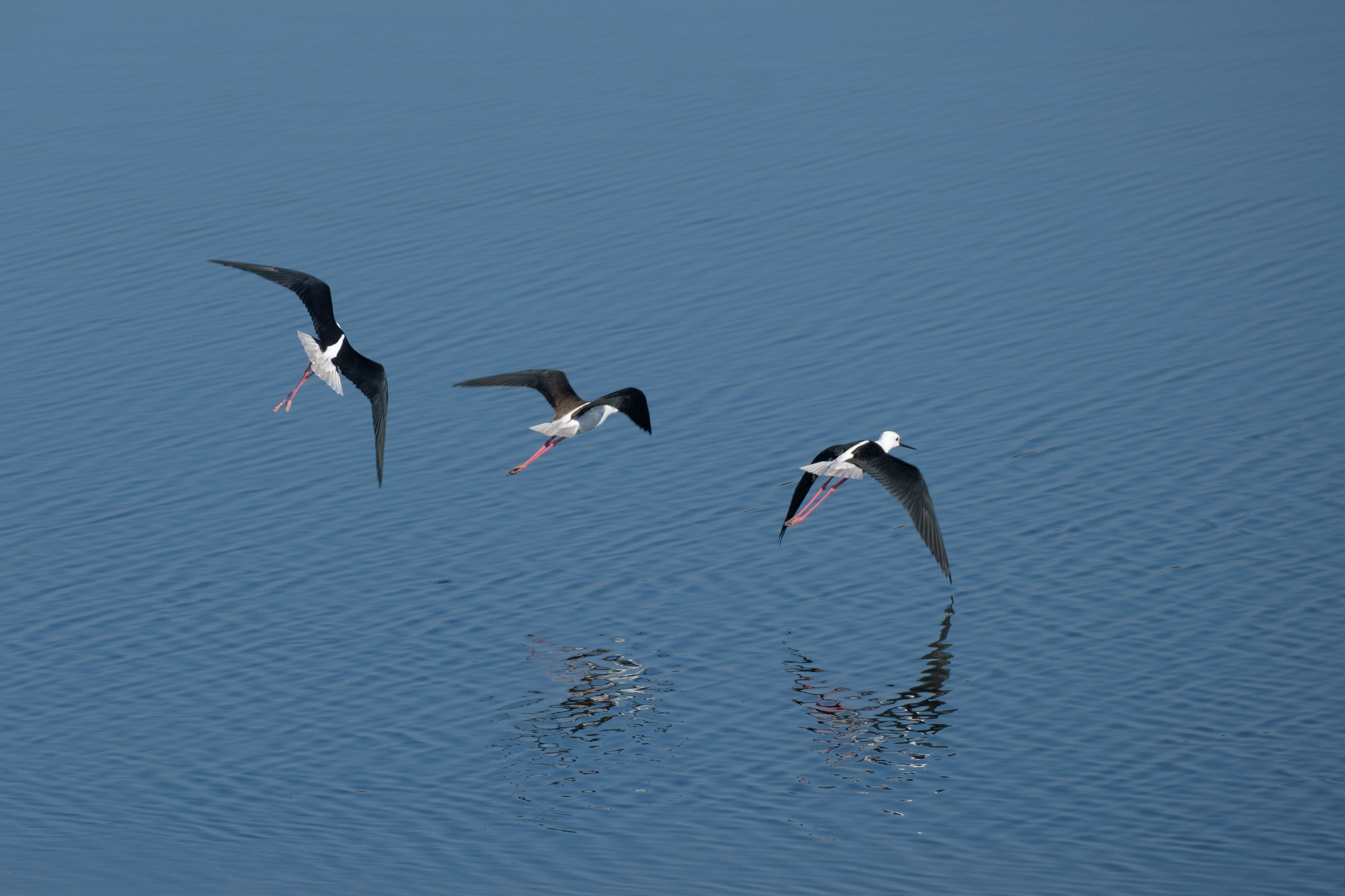 Avocets in Flight