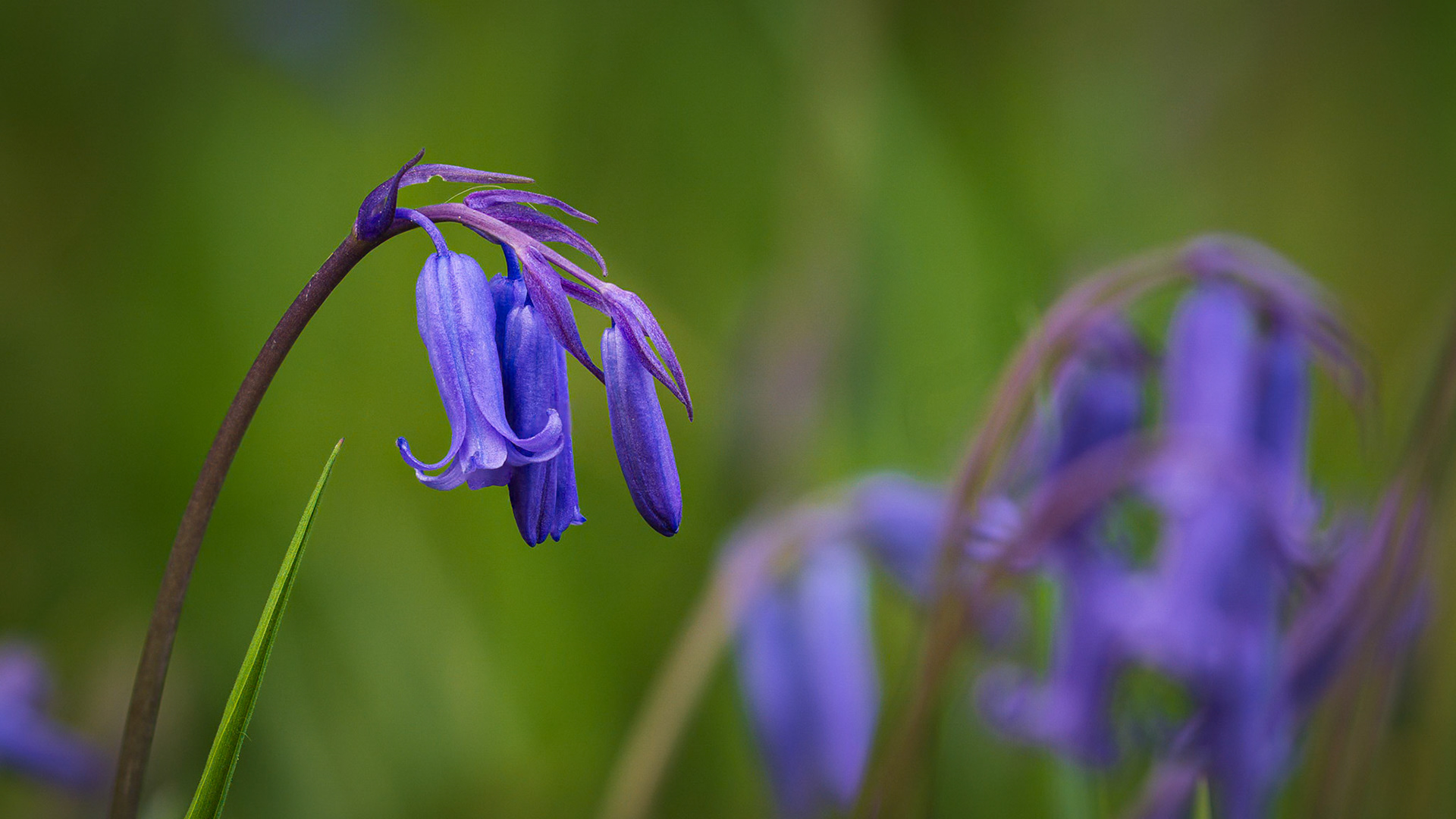 Bluebell and Blade