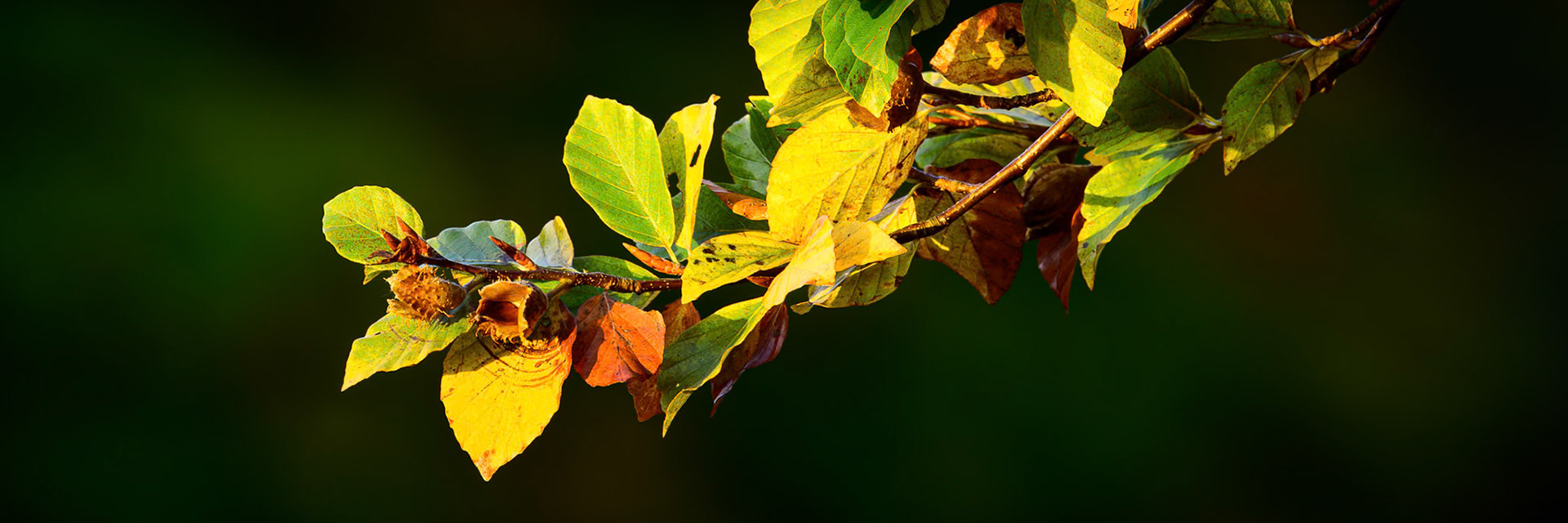 Beech Nuts and Leaves