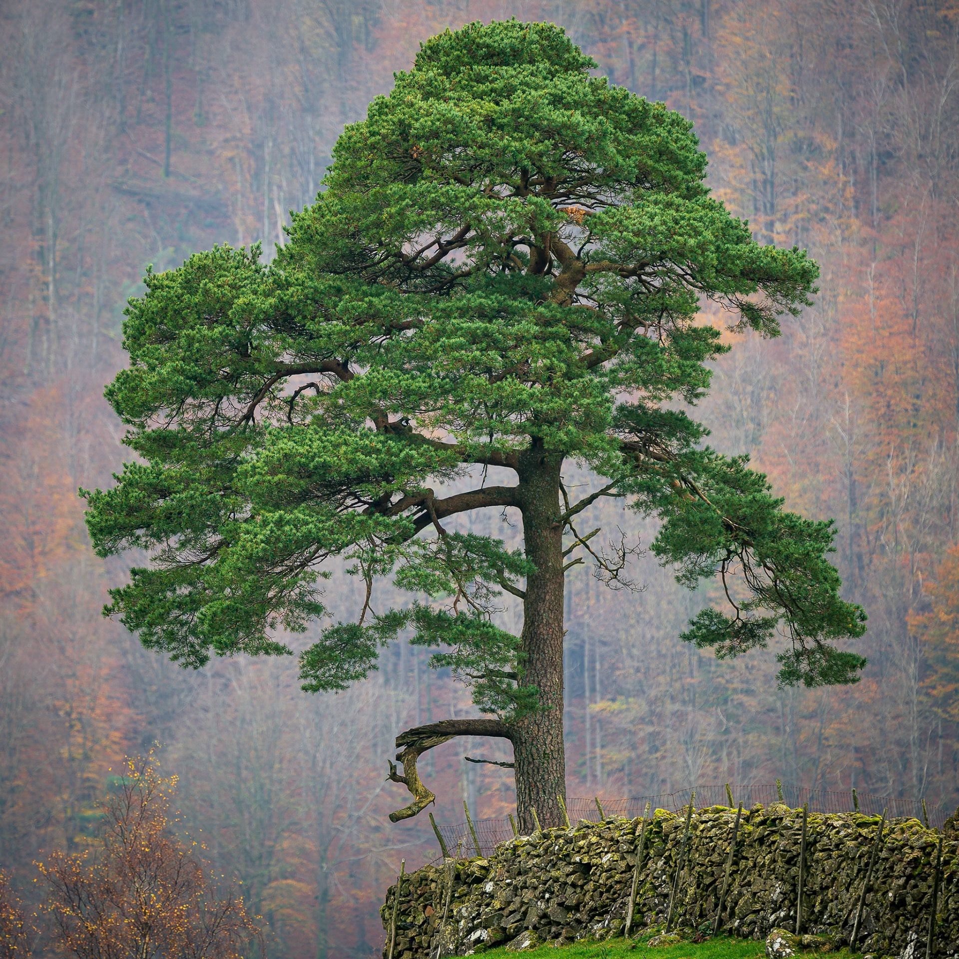 Lonely Scots Pine