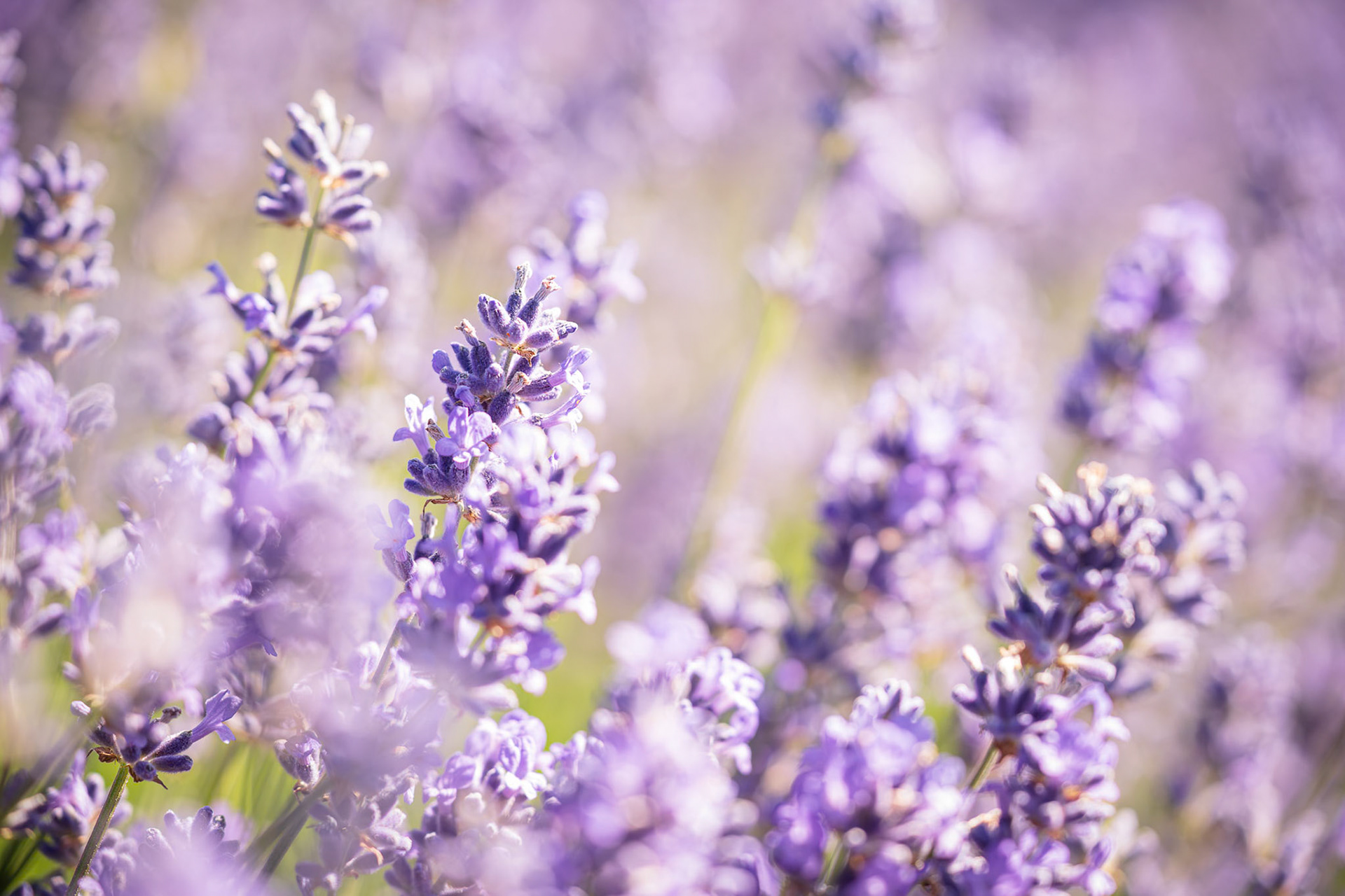 Lavender Dream