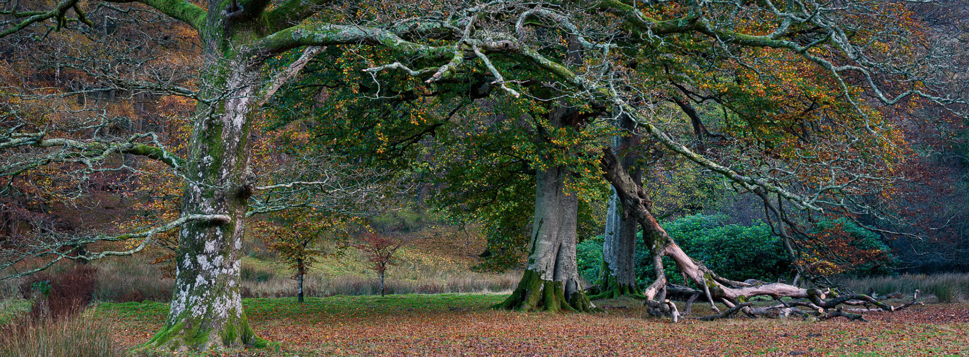Buttermere Autumn