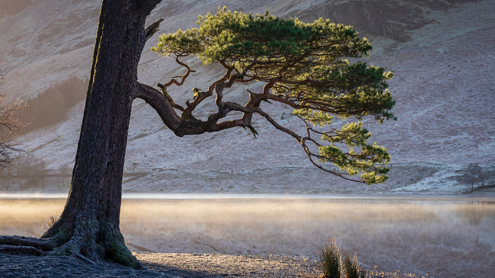 Side Light on Buttermere Scots Pine