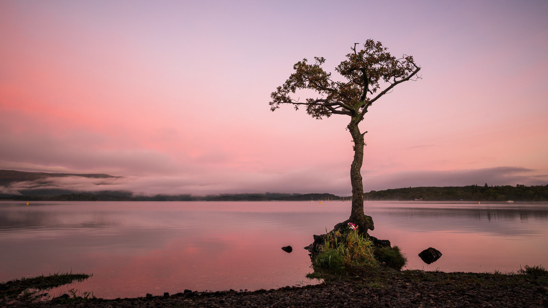 Milarrochy Lone Tree at Sunrise