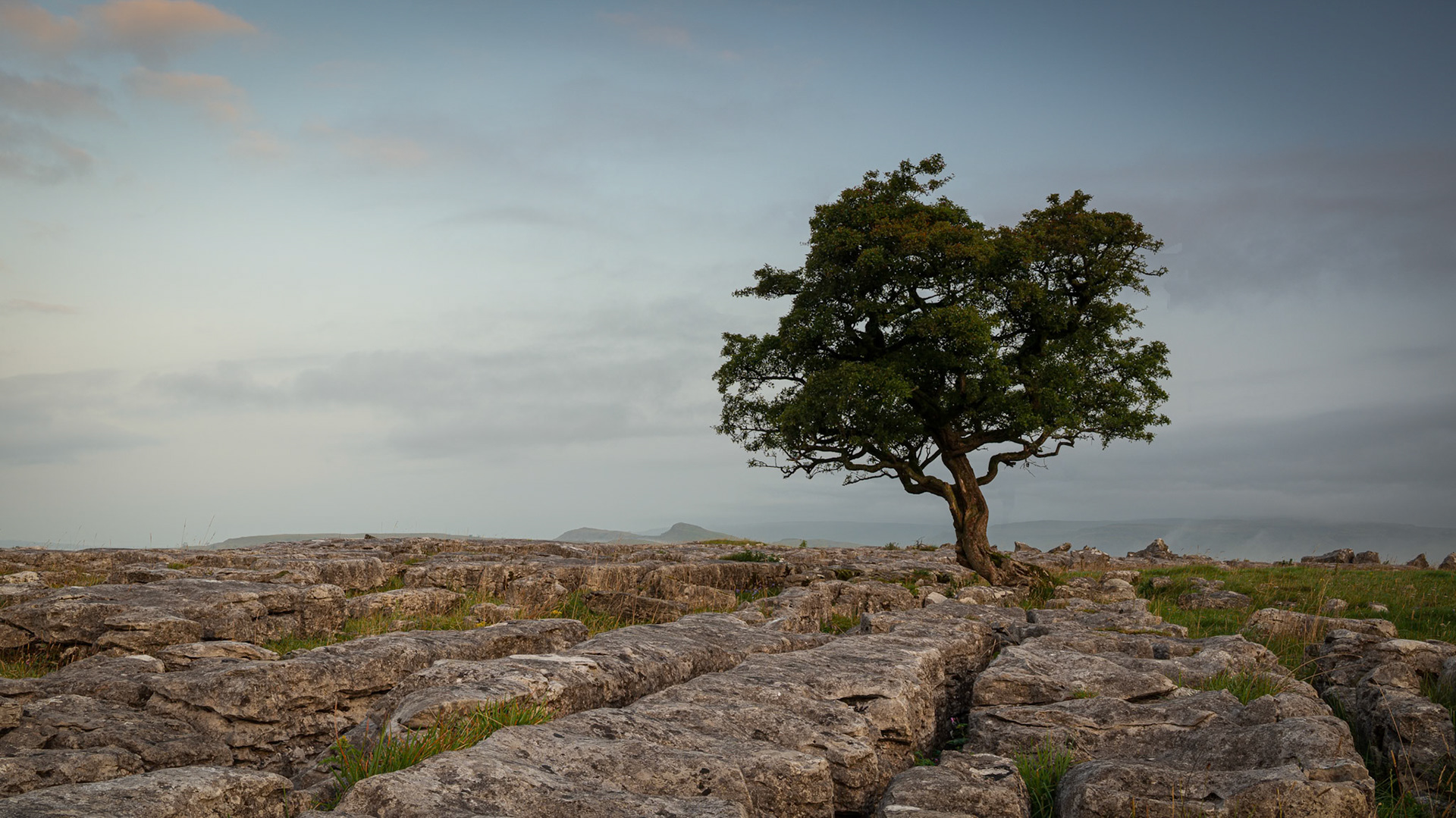 Winskill Lone Tree