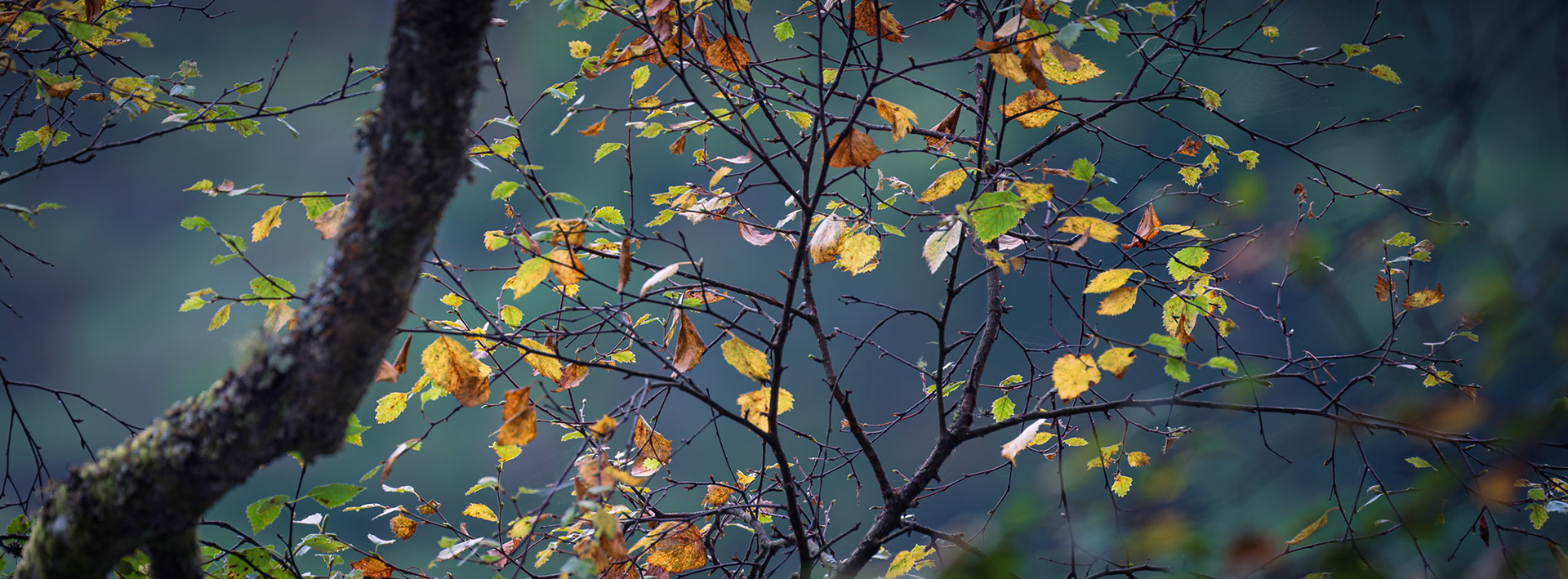 Autumn Leaves Hanging On