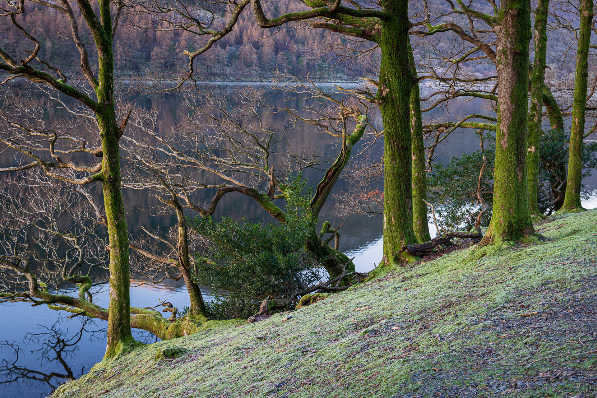 Buttermere Trees