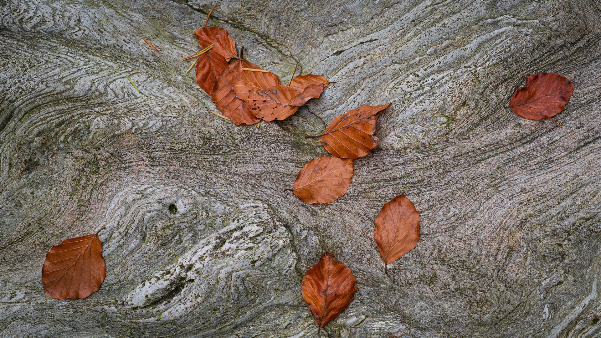Dead Beech Leaves