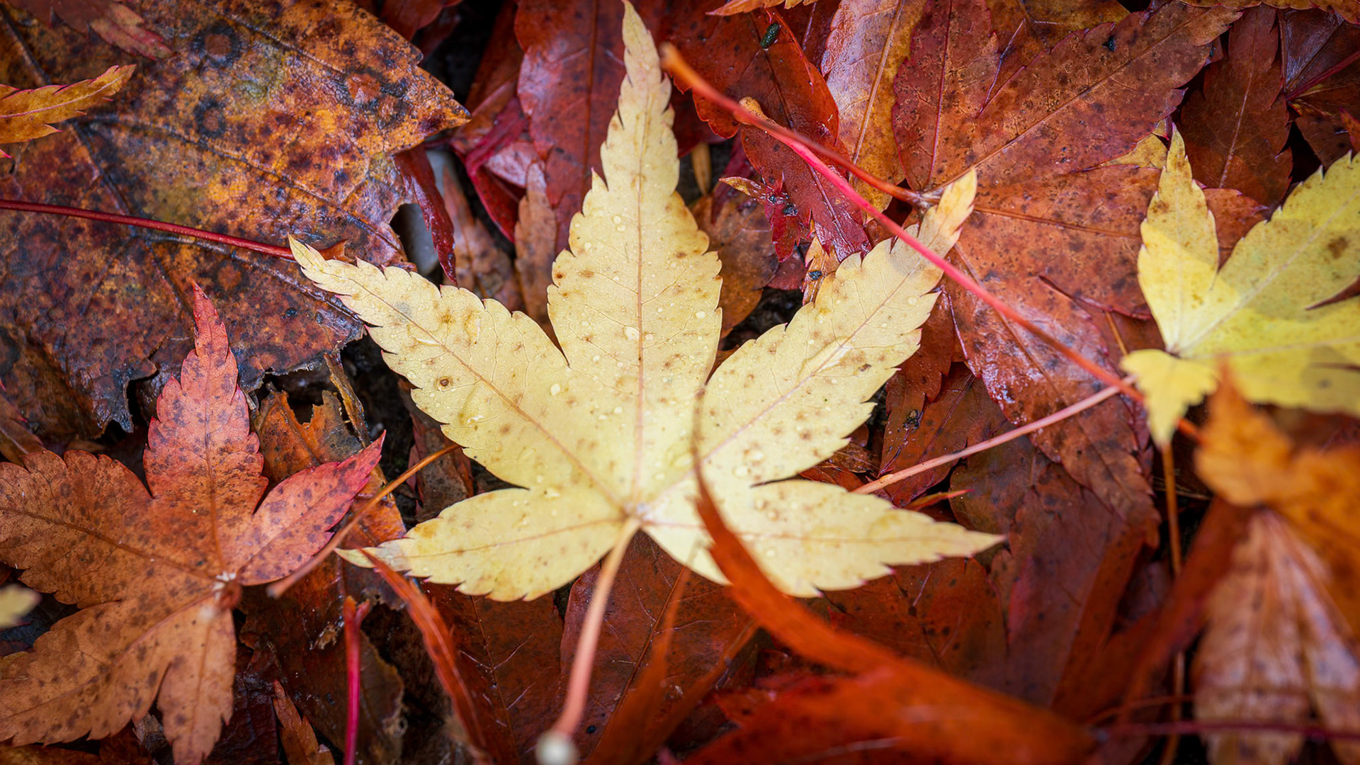 Dead Autumn Leaves