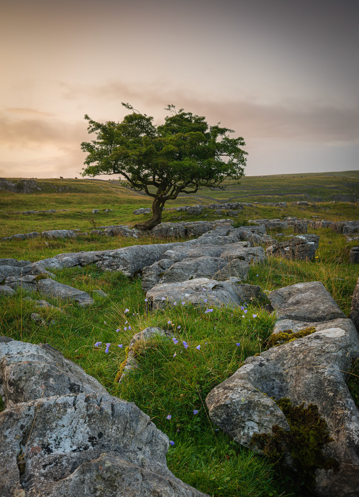Winskill Lone Tree