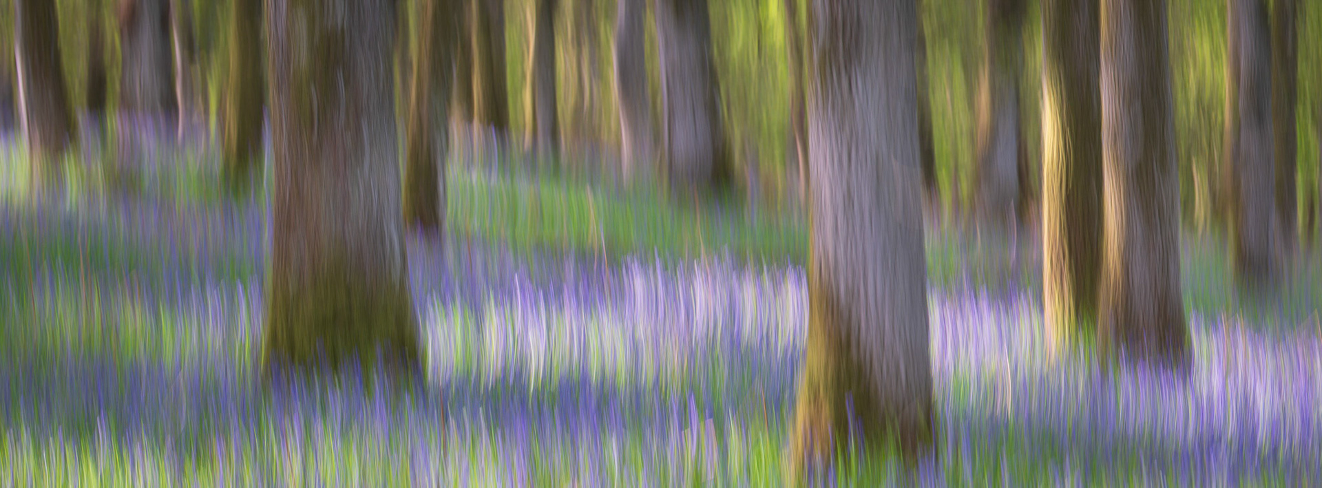 Kinclaven Bluebell Wood - ICM