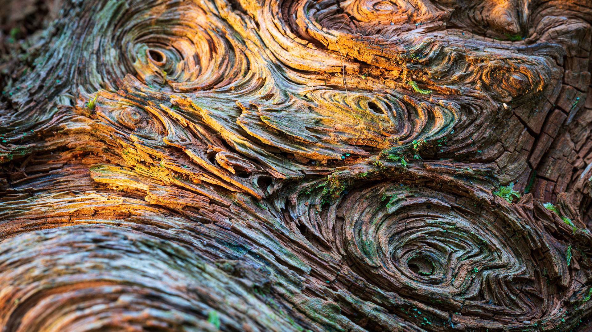 Dead Tree Swirls