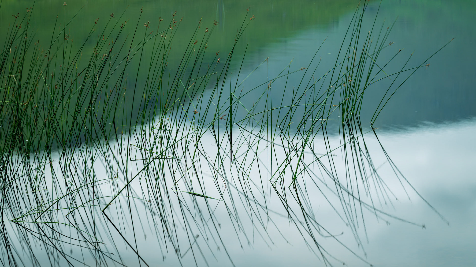Loch Awe Still Reeds