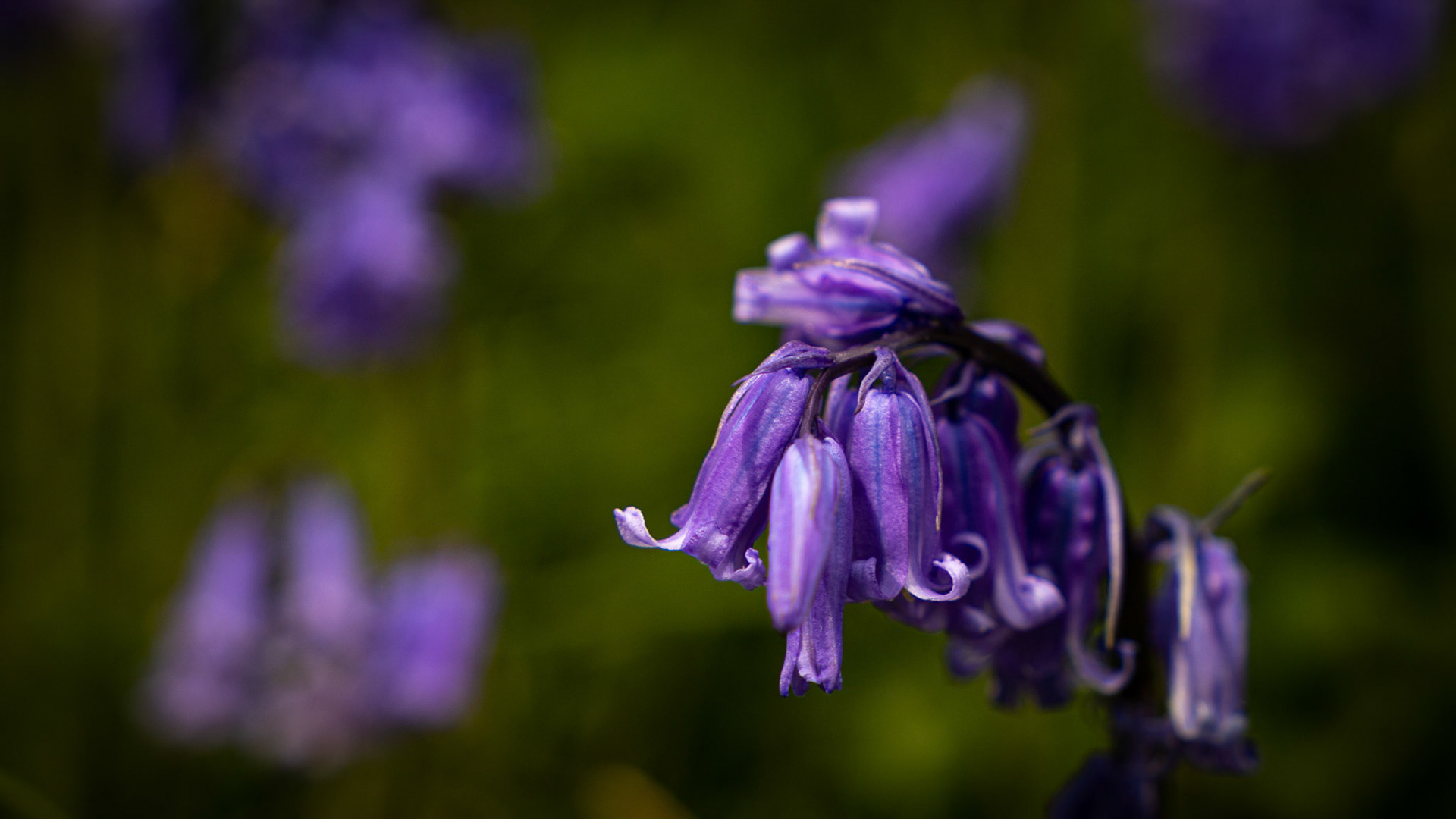 Bluebells