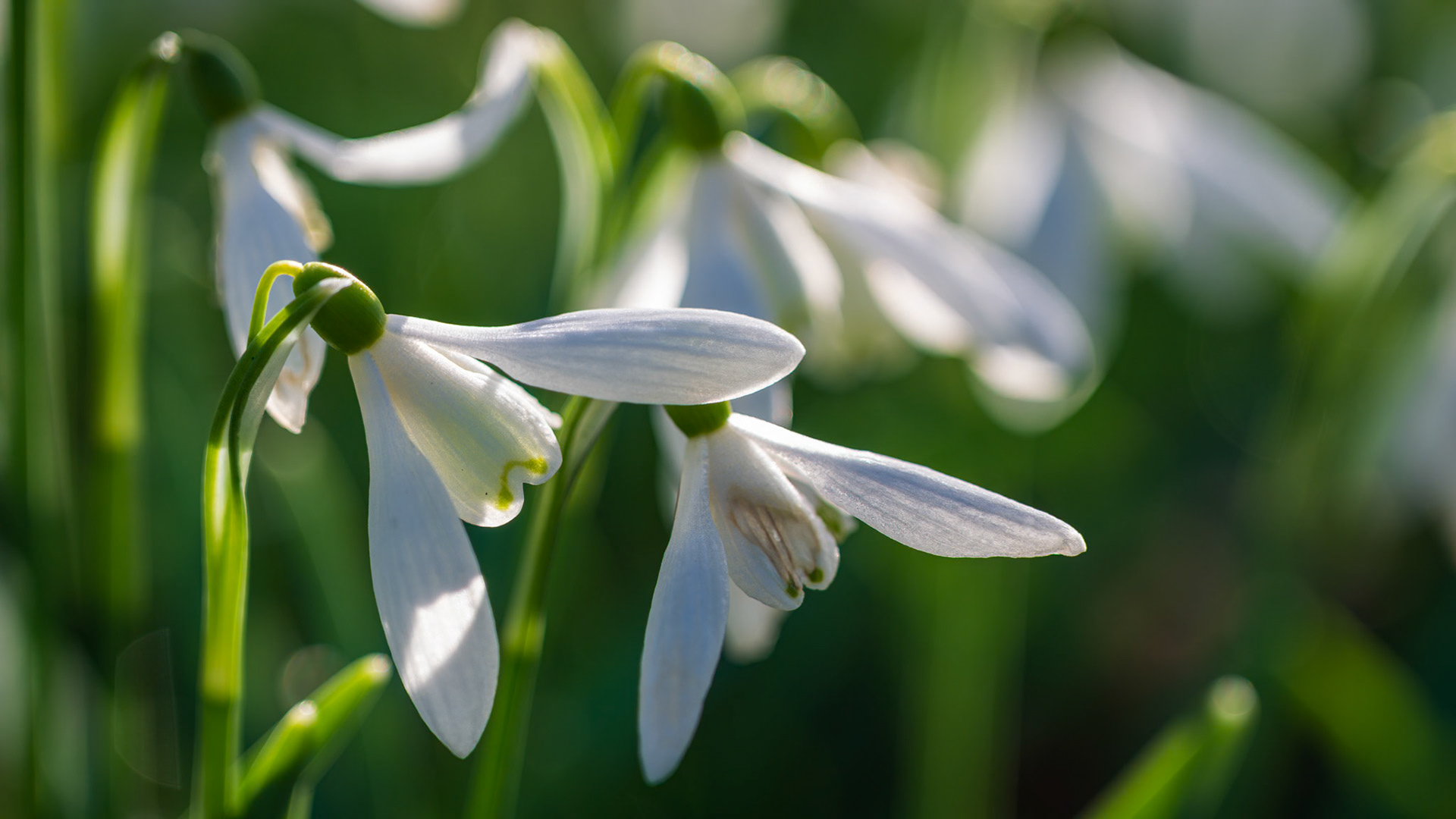 Snow Drops
