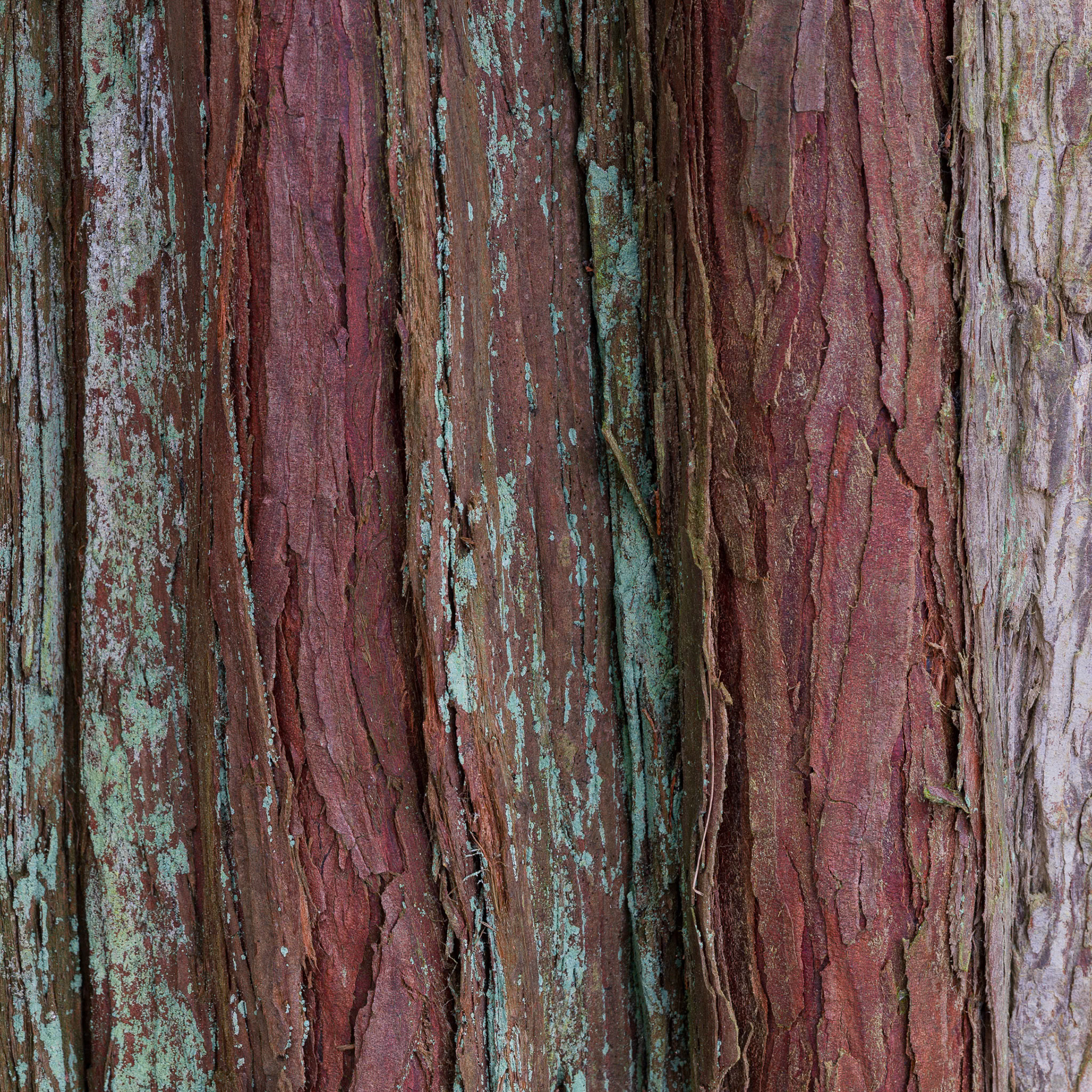 Bark Close Up