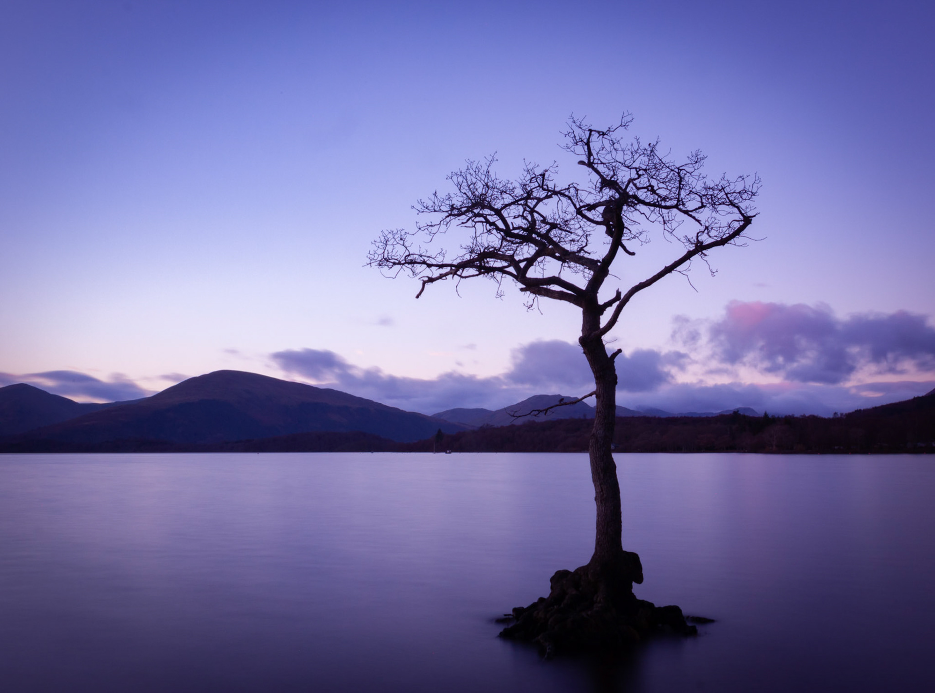 Milarrochy Bay Lone Tree