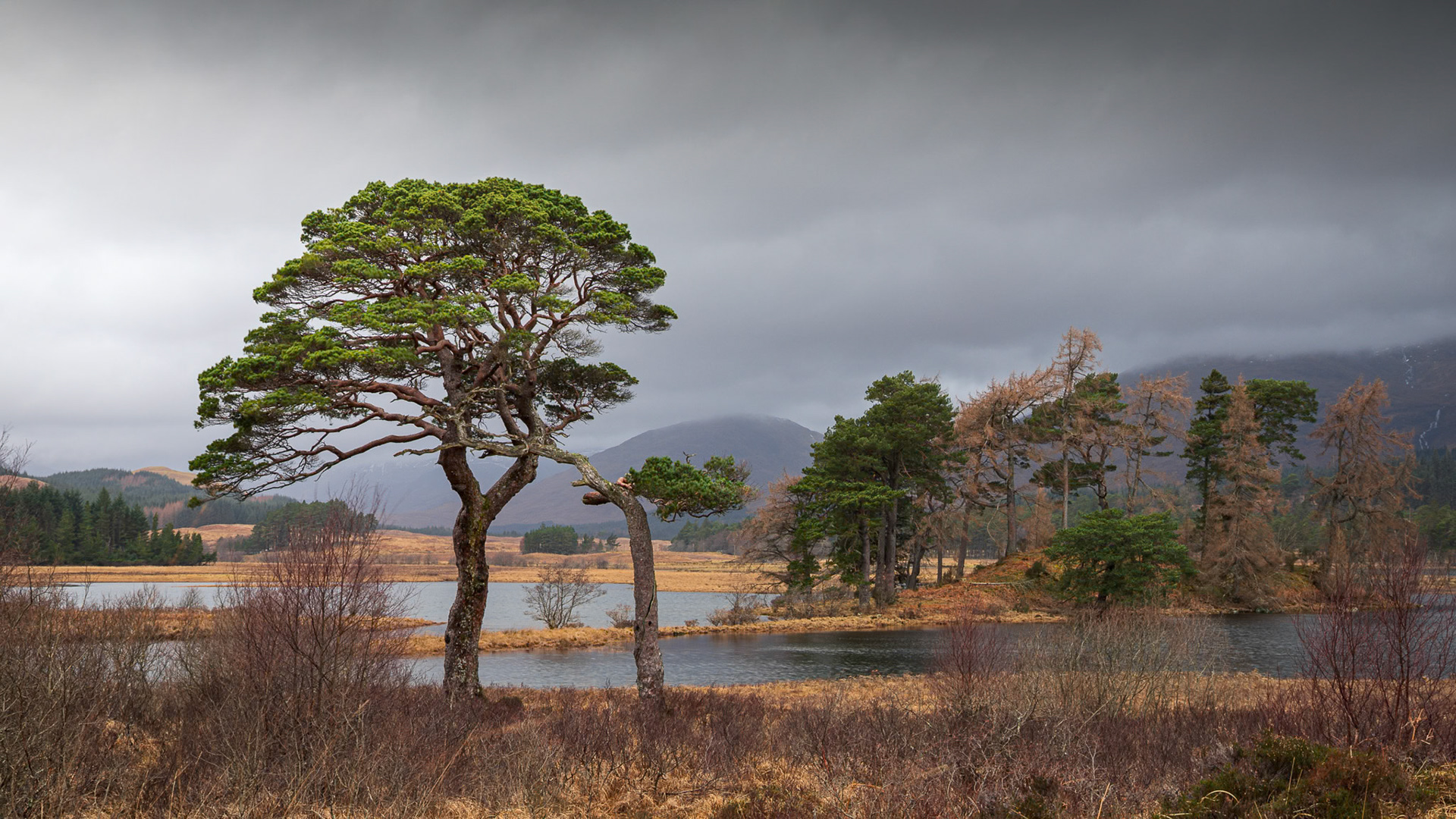 Loch Tulla Scots Pines