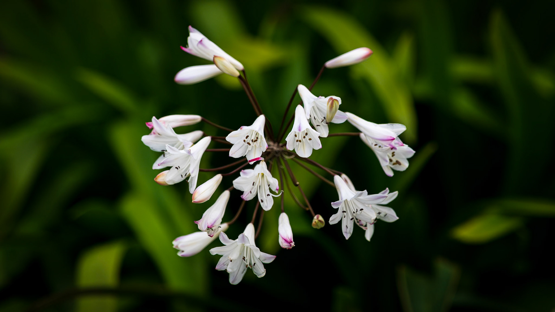 Agapanthus