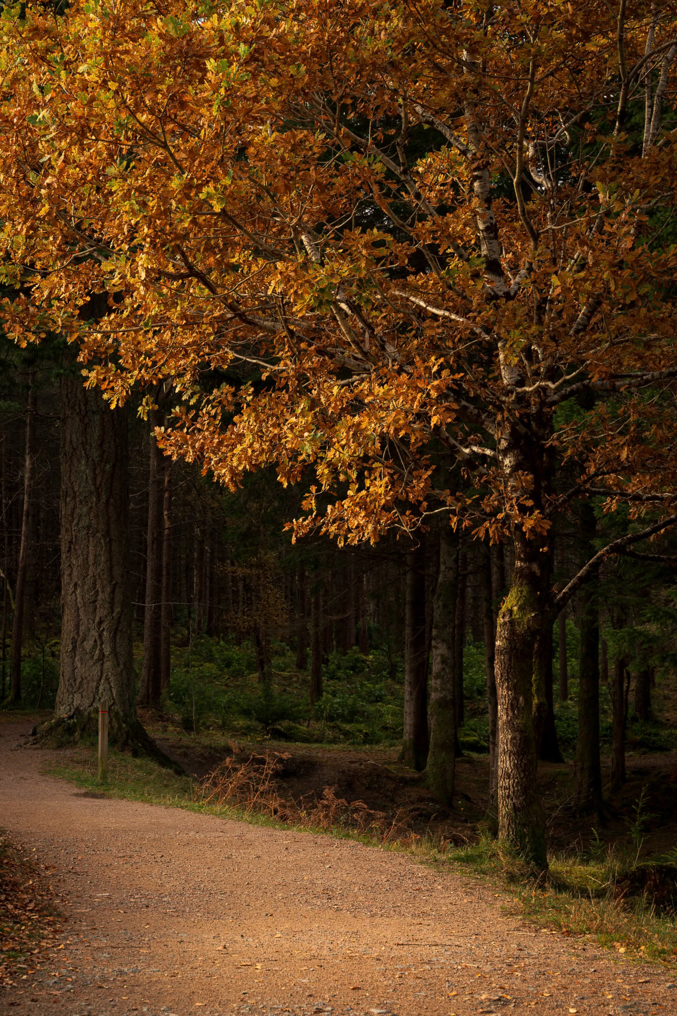 Autumn Tree at Glencoe Lochan