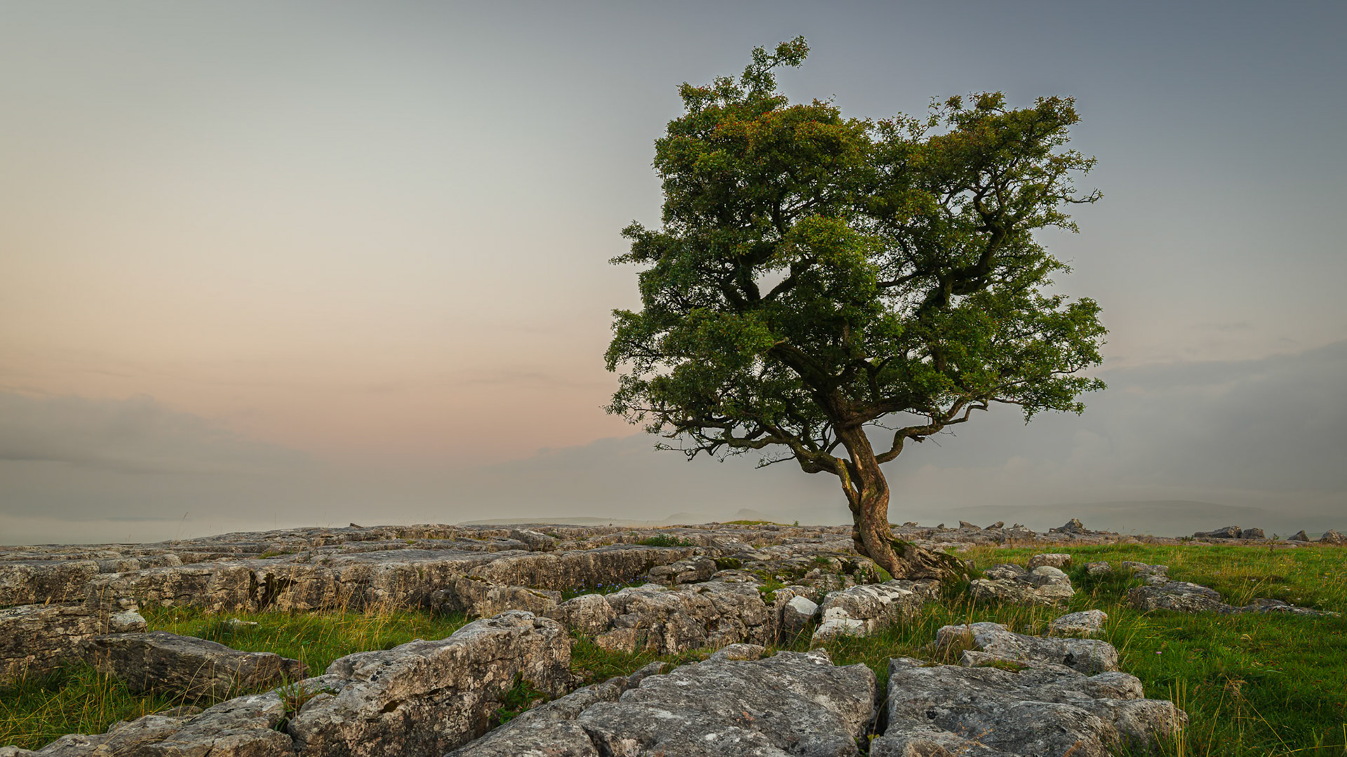 Winskill Lone Tree