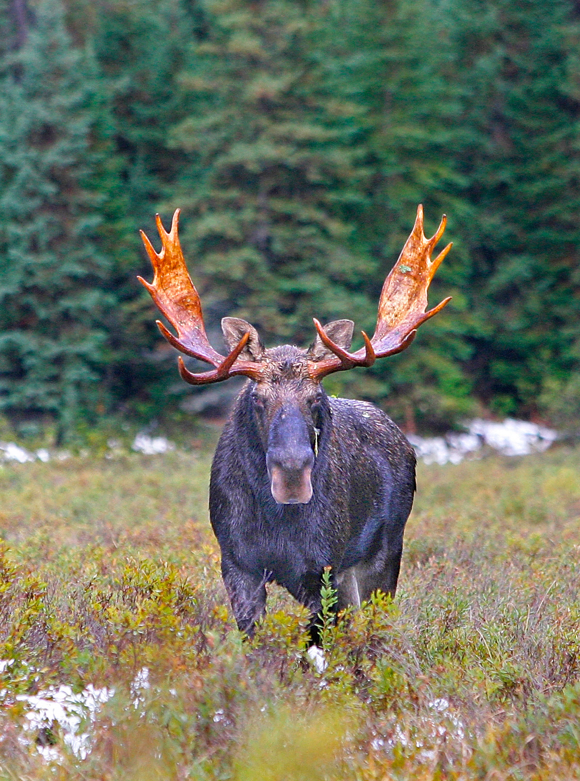 moose