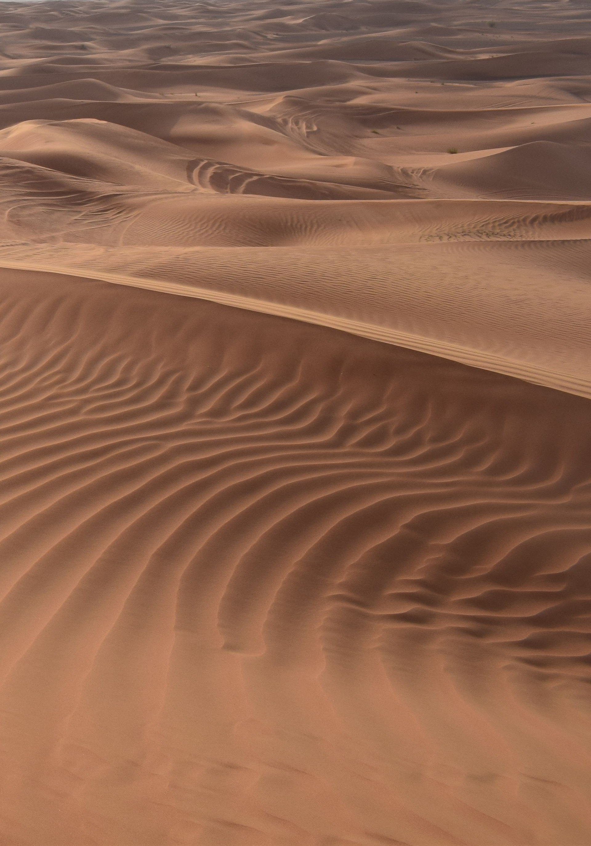 Desert Safari in Dubai!