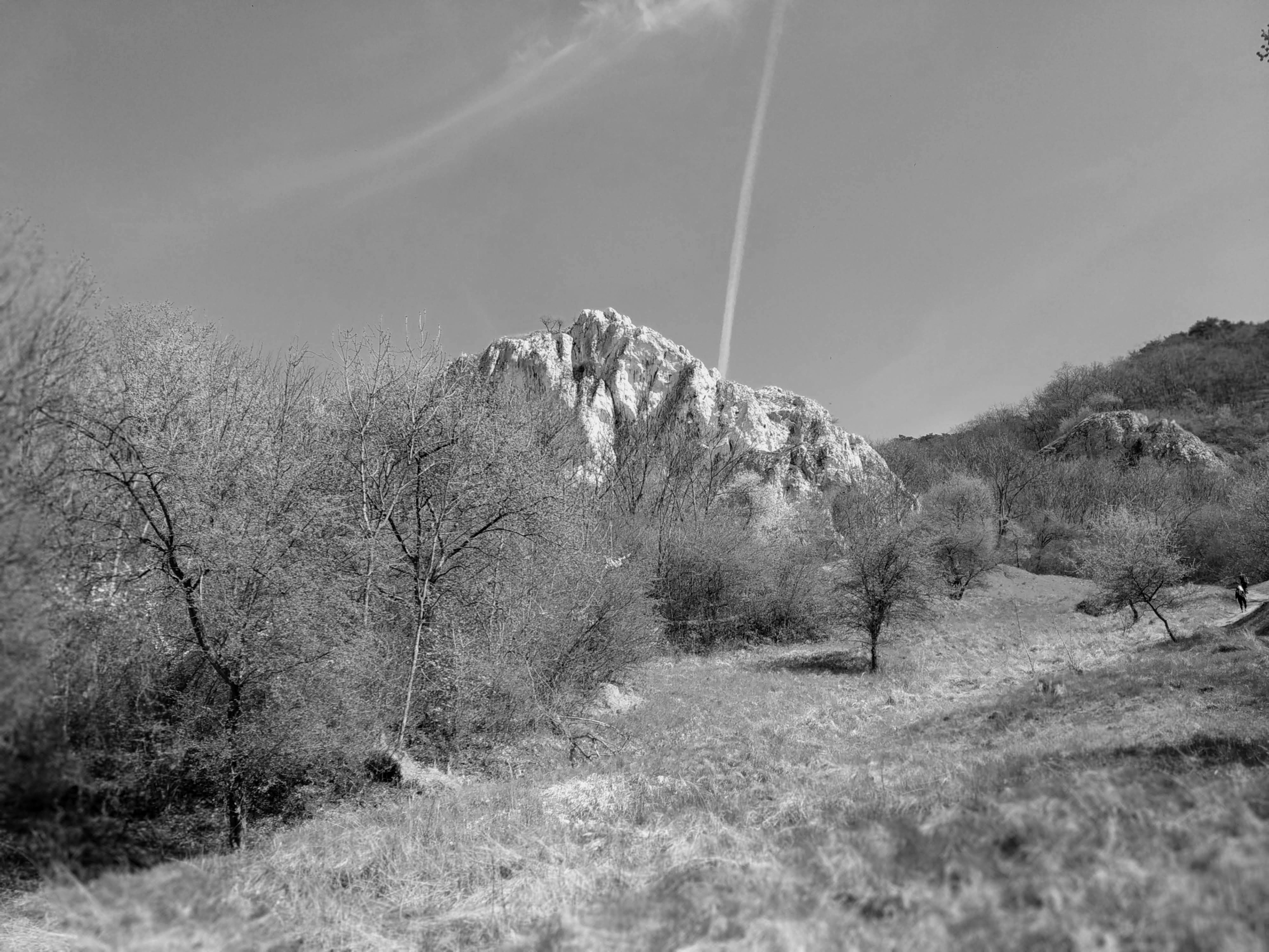 Octopoda archive