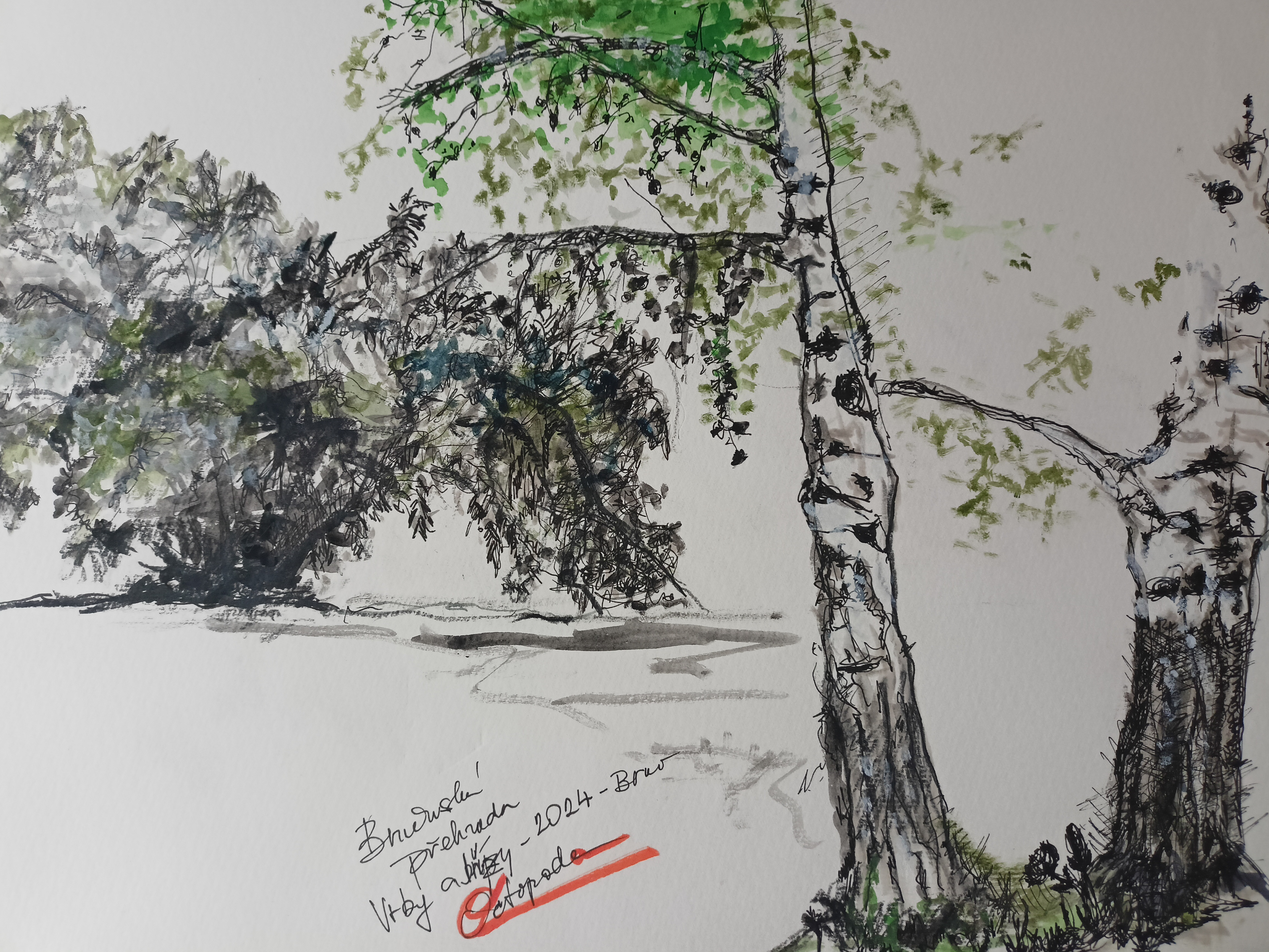 Birches and willow, Brno 2024