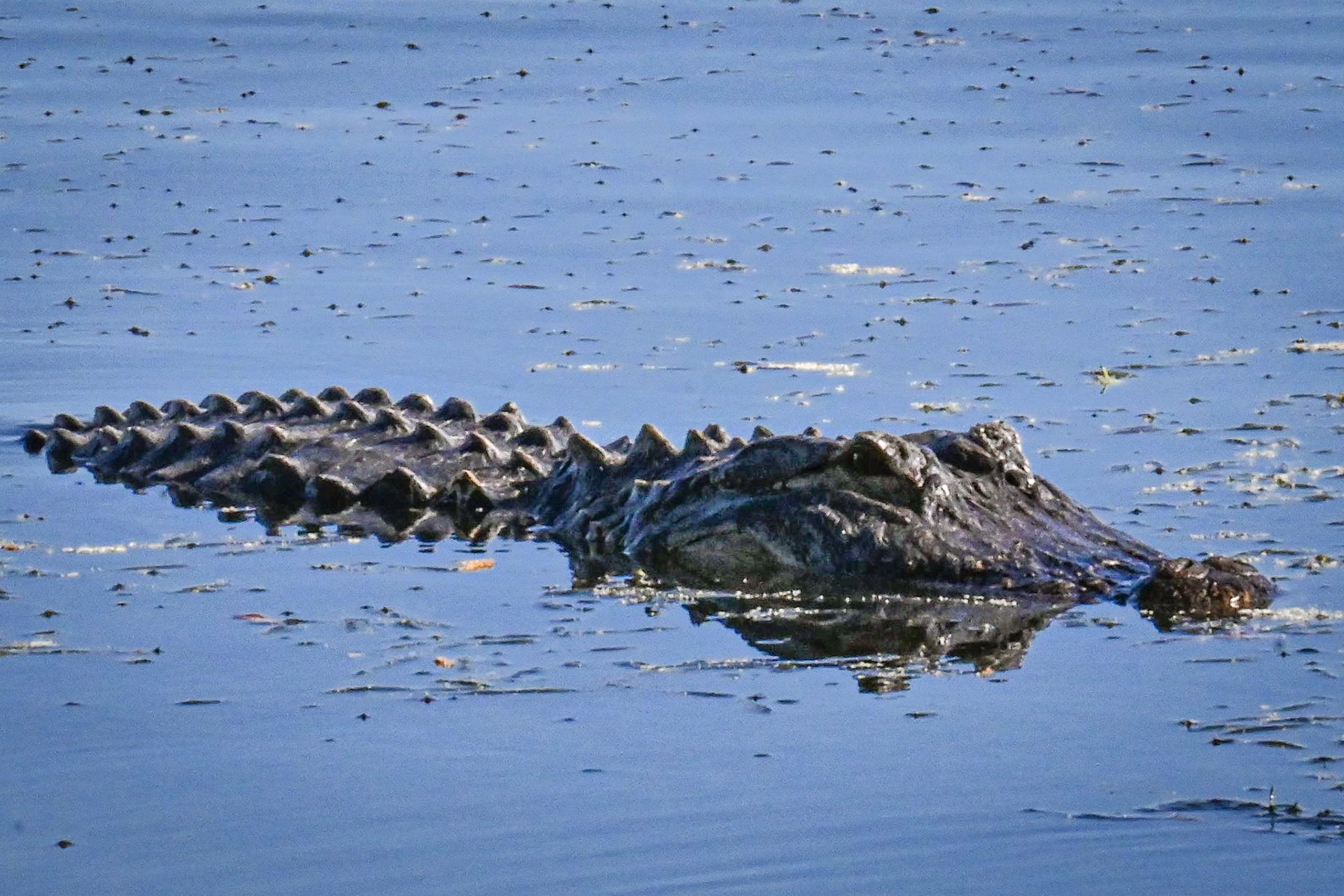 Lakeland, Florida