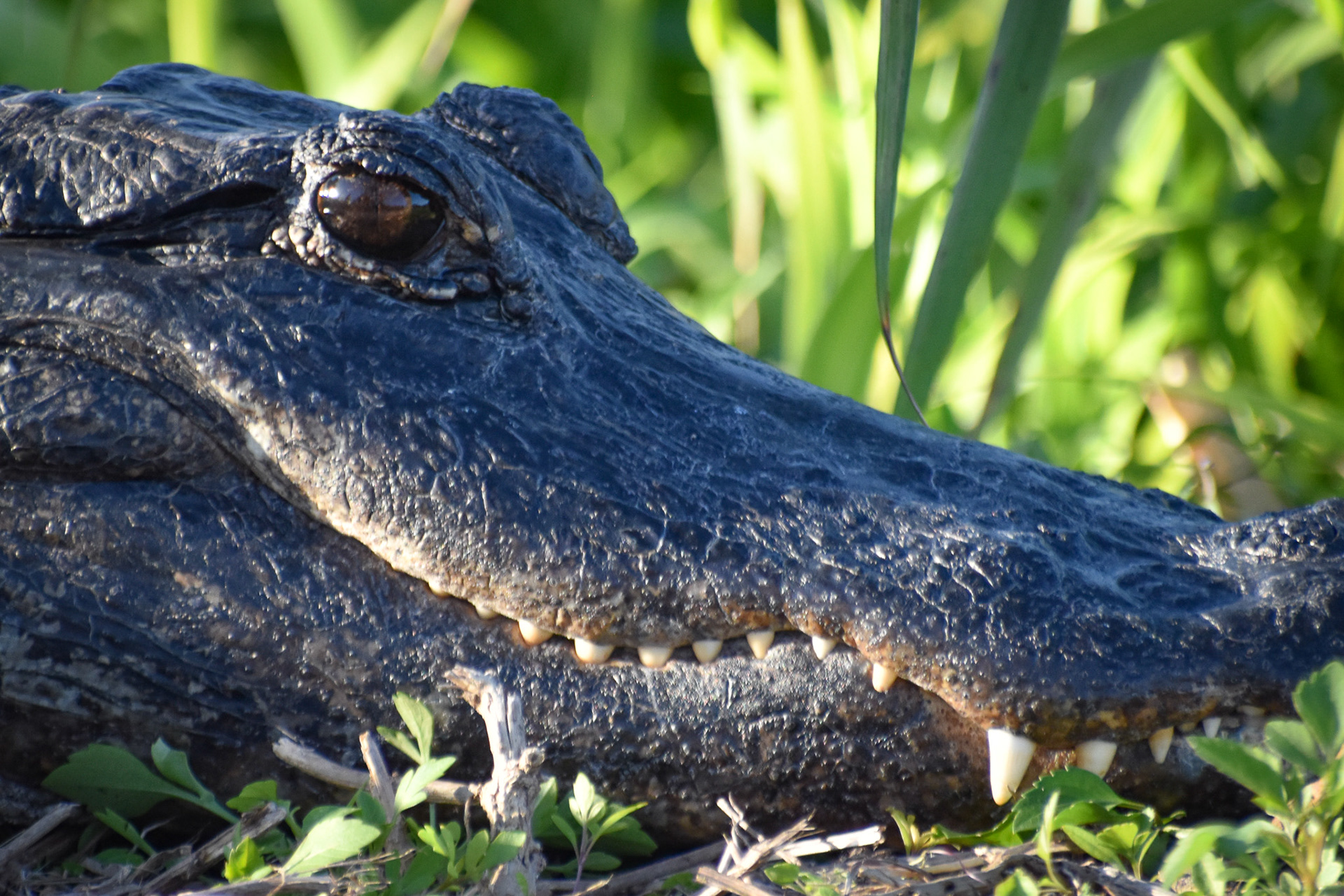 Everglades National Park