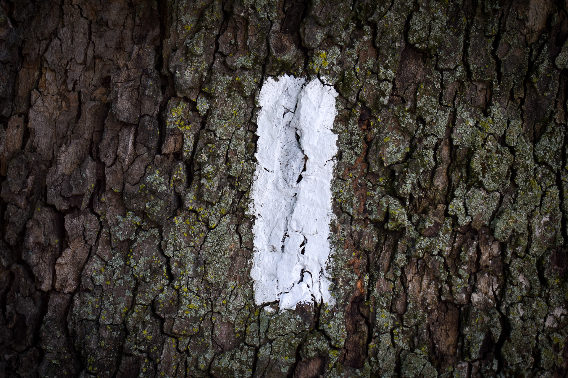 Appalachian Trail