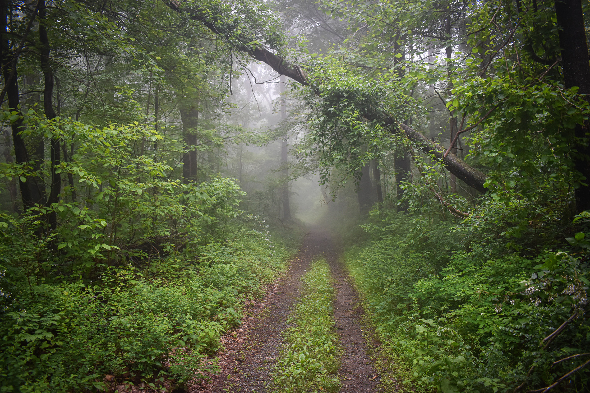 Shenandoah National Park