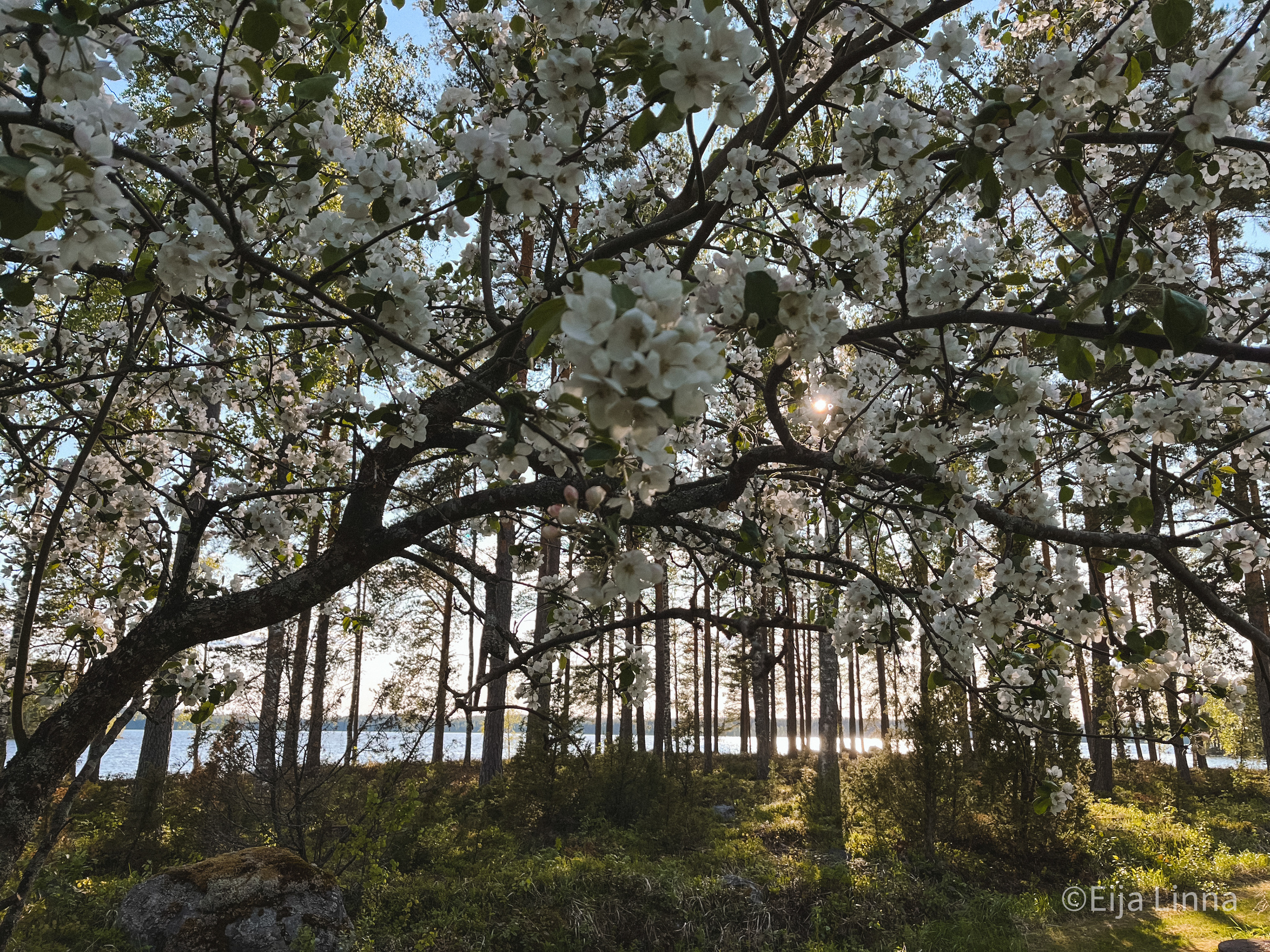 Keväistä maisemaa / Spring